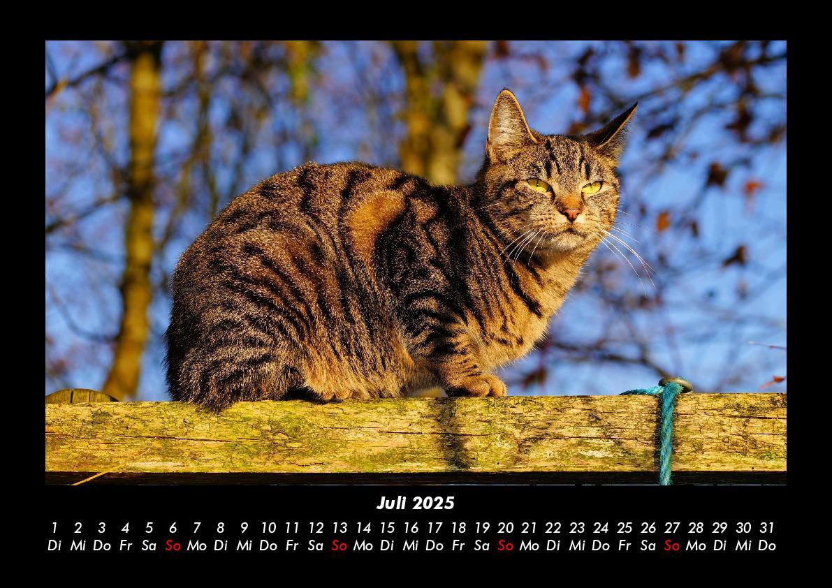 Bild: 9783755979449 | Katzen 2025 Fotokalender DIN A3 | Tobias Becker | Kalender | Kalender