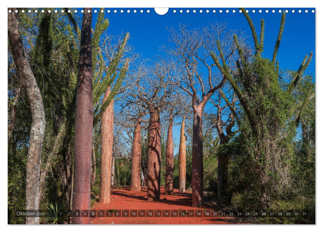 Bild: 9783435277889 | Zauberwald Ifaty · Traumhafte Baobabs in Madagaskar (Wandkalender...