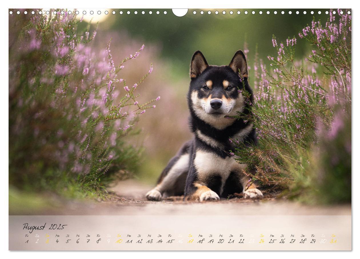 Bild: 9783435051502 | Shiba Inu - mutig, treu, selbstbewusst (Wandkalender 2025 DIN A3...