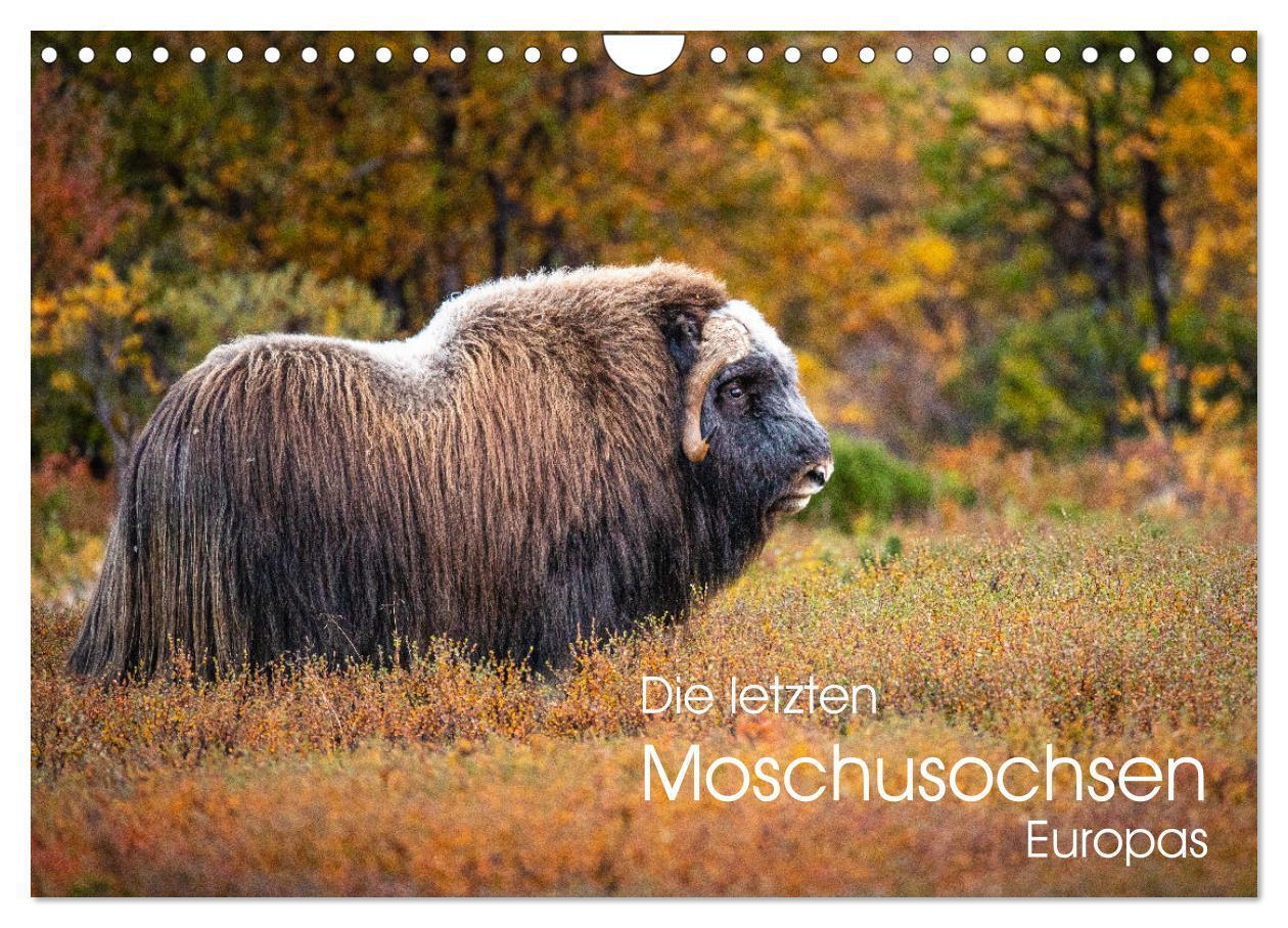 Cover: 9783675914544 | Die letzten Moschusochsen Europas (Wandkalender 2024 DIN A4 quer),...