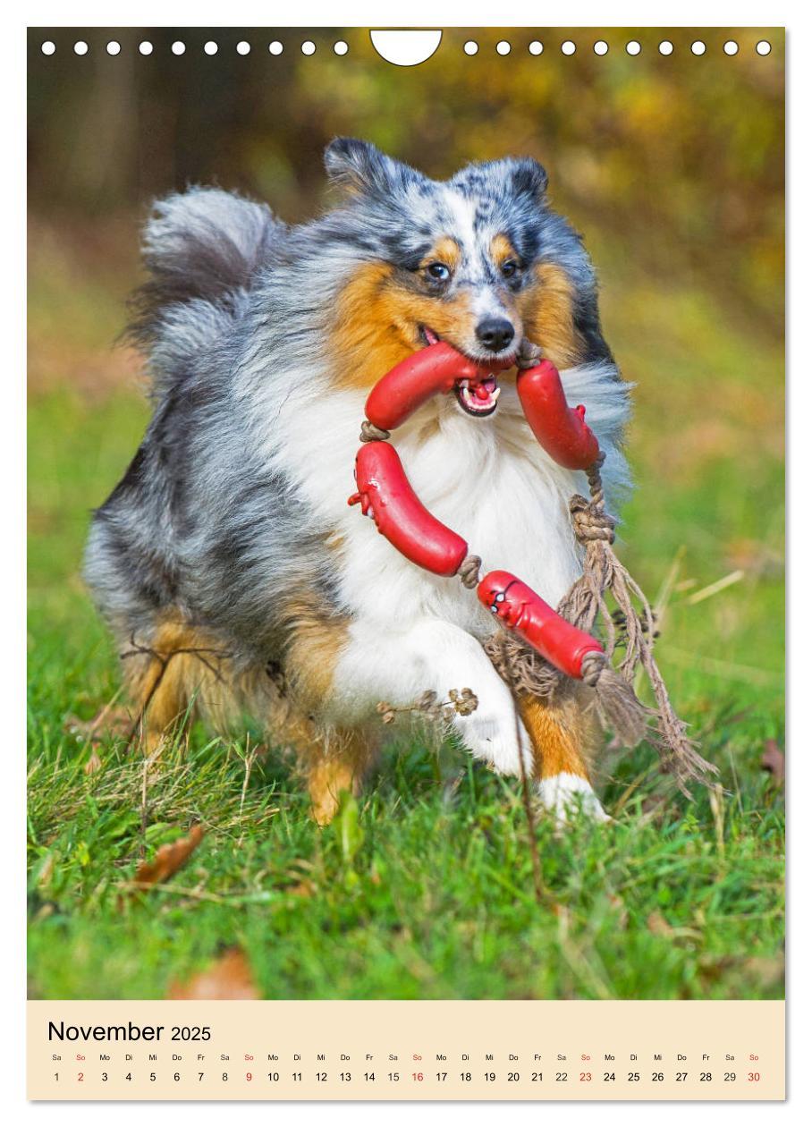 Bild: 9783435960545 | Sheltie - Wirbelwind auf 4 Pfoten (Wandkalender 2025 DIN A4 hoch),...