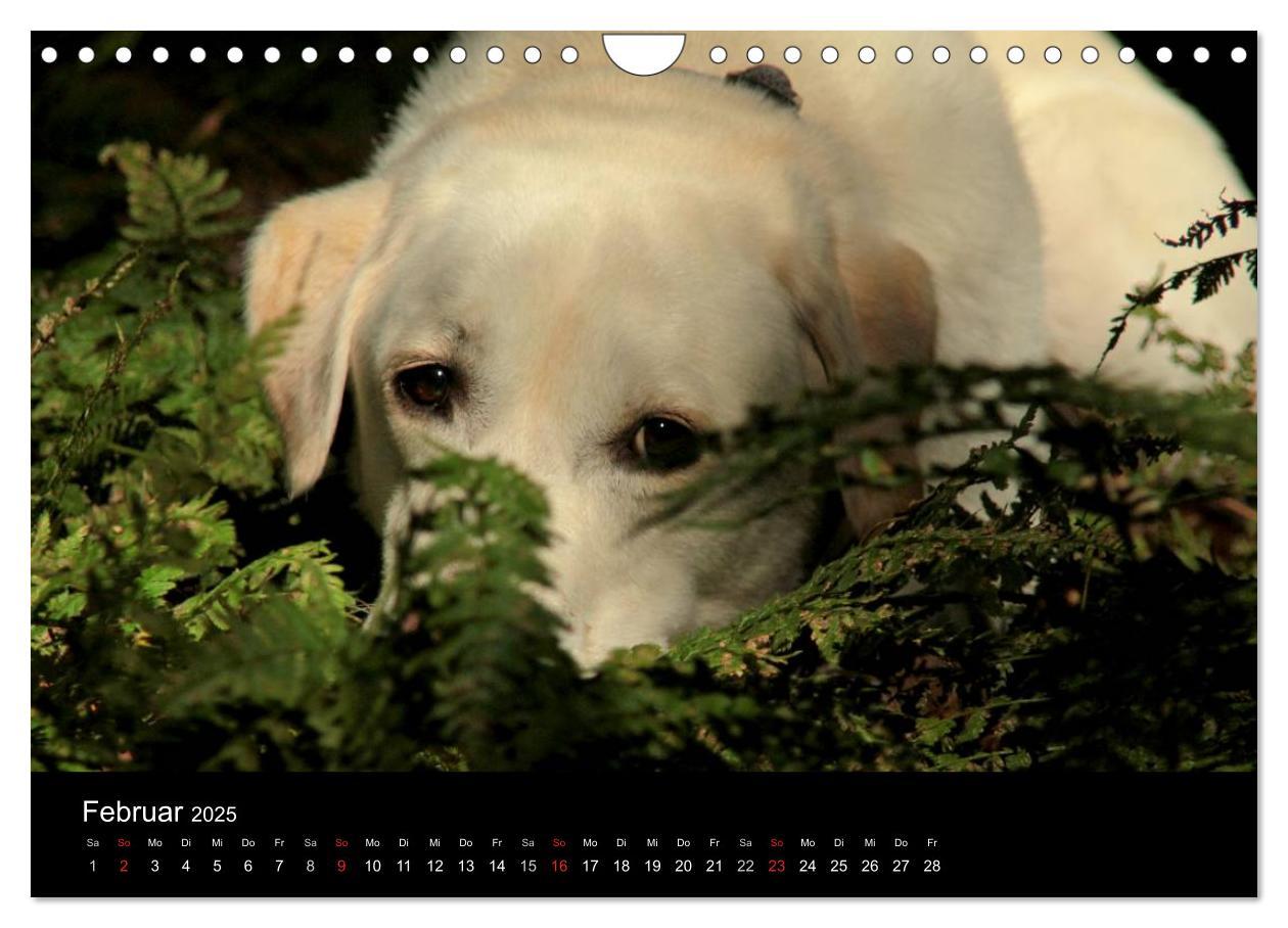 Bild: 9783435757114 | Labrador Retriever 2025 (Wandkalender 2025 DIN A4 quer), CALVENDO...