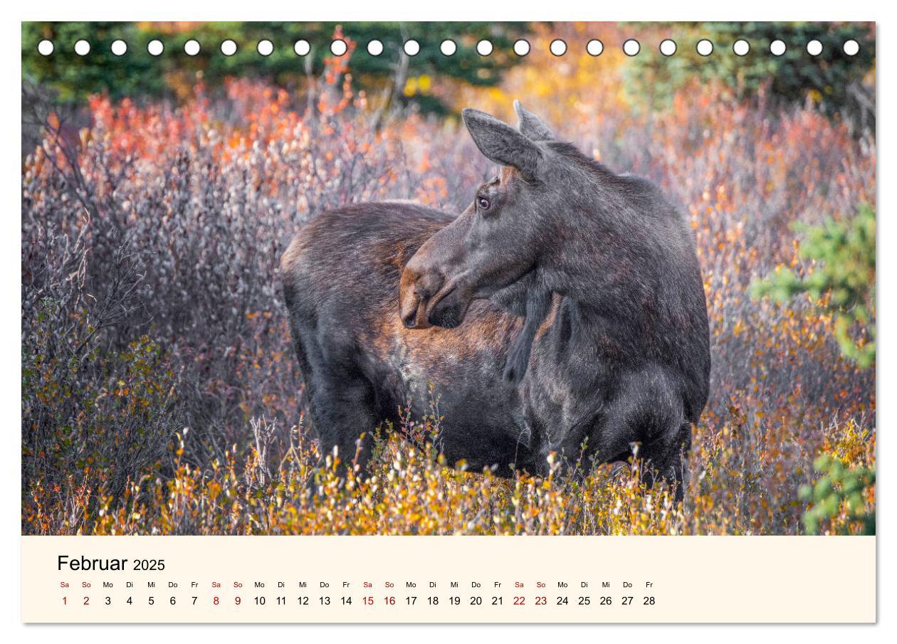 Bild: 9783435129089 | Der Elch - König des Nordens (Tischkalender 2025 DIN A5 quer),...