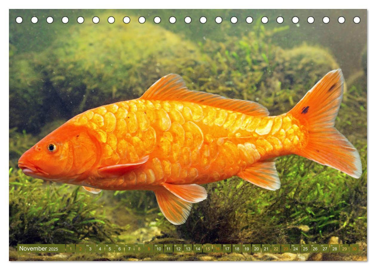 Bild: 9783435128402 | Koi: Juwelen im Teich (Tischkalender 2025 DIN A5 quer), CALVENDO...