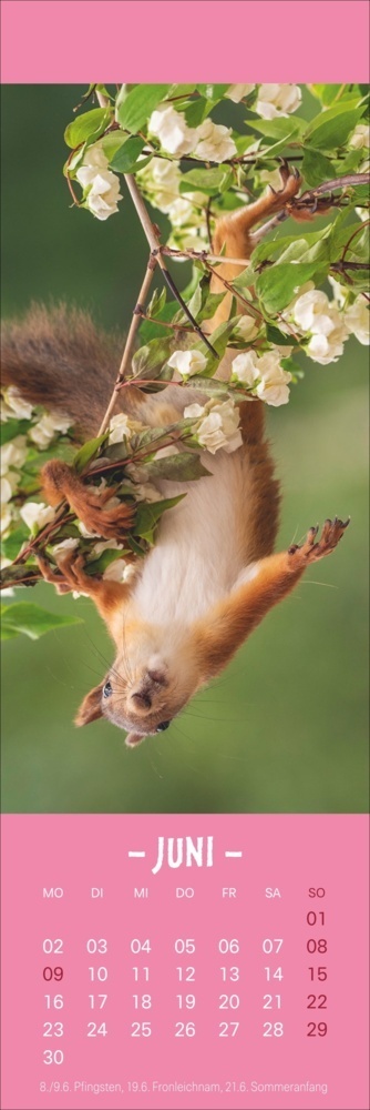 Bild: 9783756407293 | Eichhörnchen Lesezeichen &amp; Kalender 2025 | Geert Weggen | Kalender