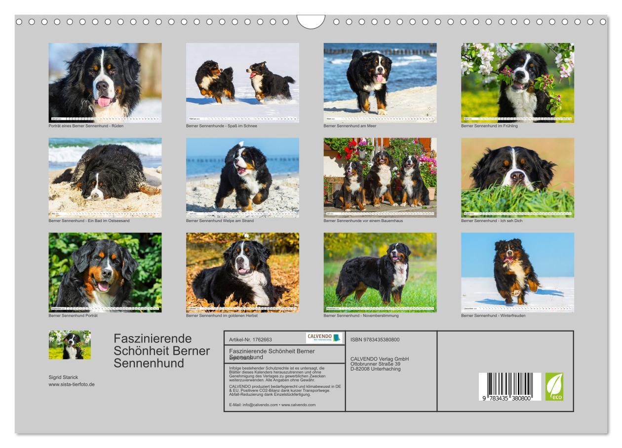 Bild: 9783435380800 | Faszinierende Schönheit Berner Sennenhund (Wandkalender 2025 DIN A3...