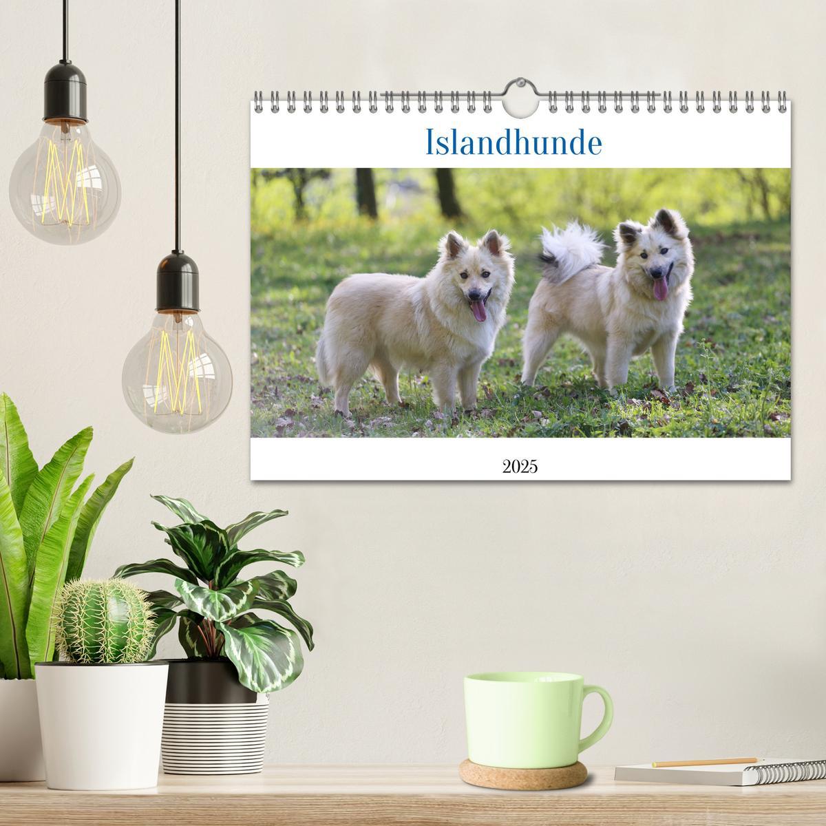 Bild: 9783383973161 | Islandhunde (Wandkalender 2025 DIN A4 quer), CALVENDO Monatskalender