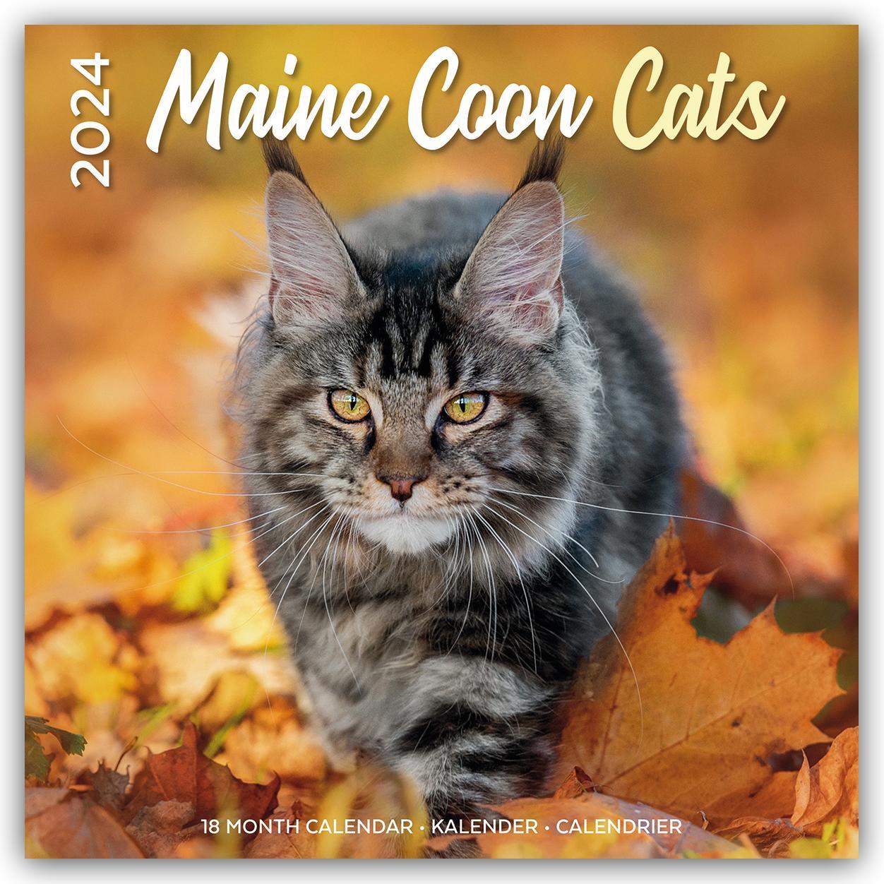 Cover: 9783803530202 | Maine Coon Cats - Main Coon Katzen 2024 - 16-Monatskalender | Gifts