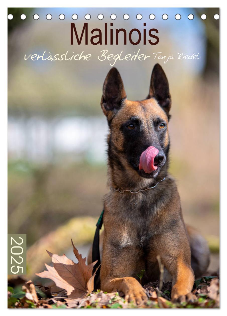 Cover: 9783435946143 | Malinois verlässliche Begleiter (Tischkalender 2025 DIN A5 hoch),...