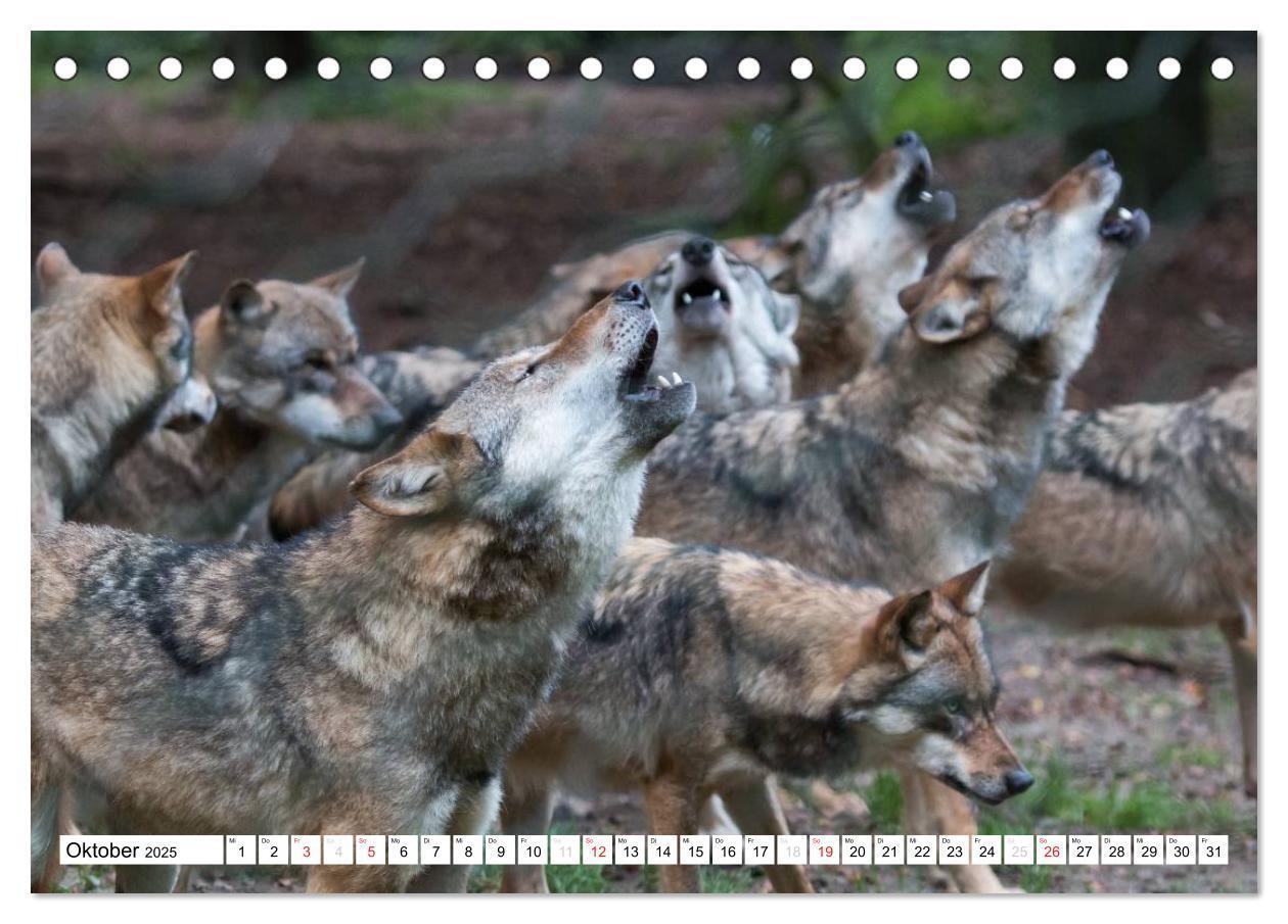 Bild: 9783435490035 | Mit dem Wolf durch's Jahr (Tischkalender 2025 DIN A5 quer),...