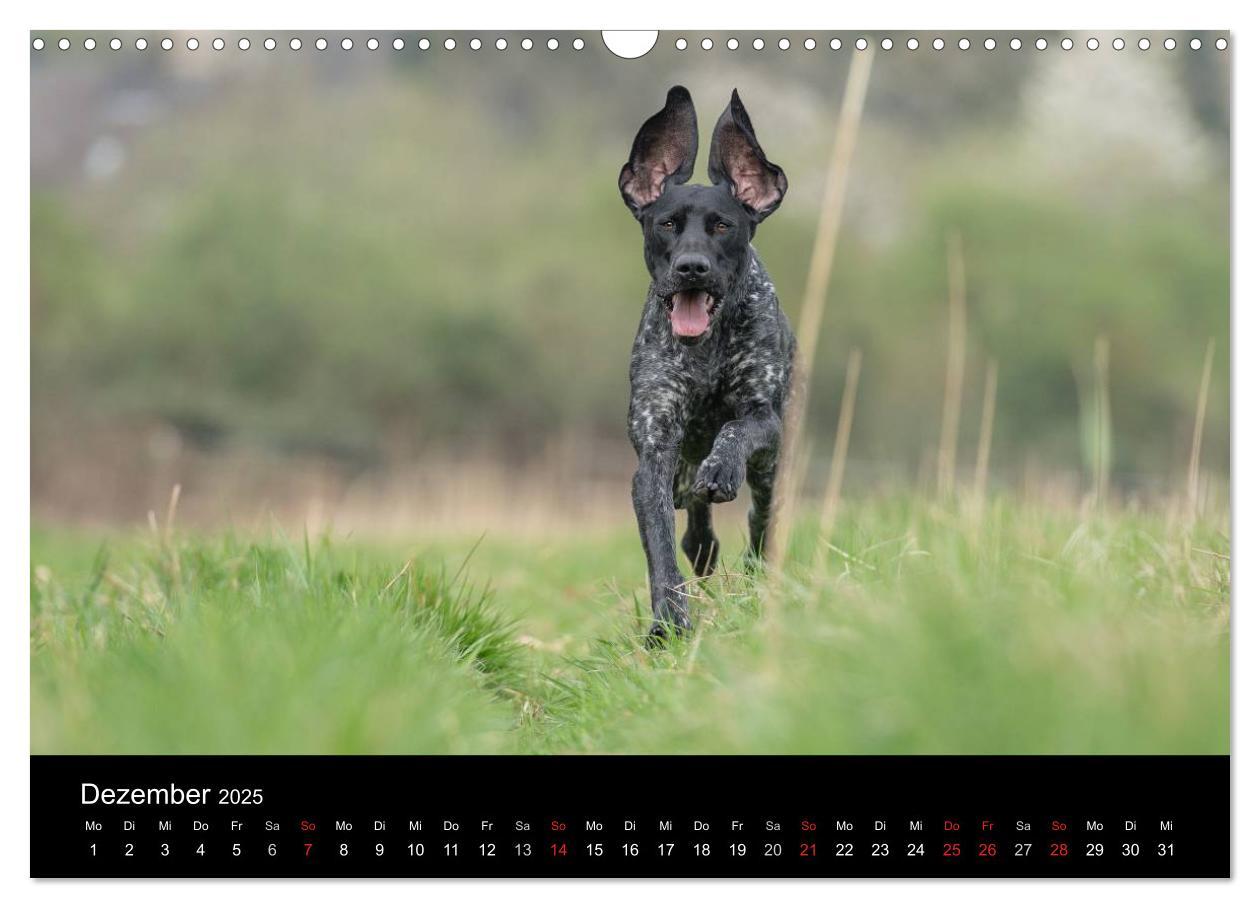 Bild: 9783435640317 | Jagdhunde bei der Arbeit (Wandkalender 2025 DIN A3 quer), CALVENDO...