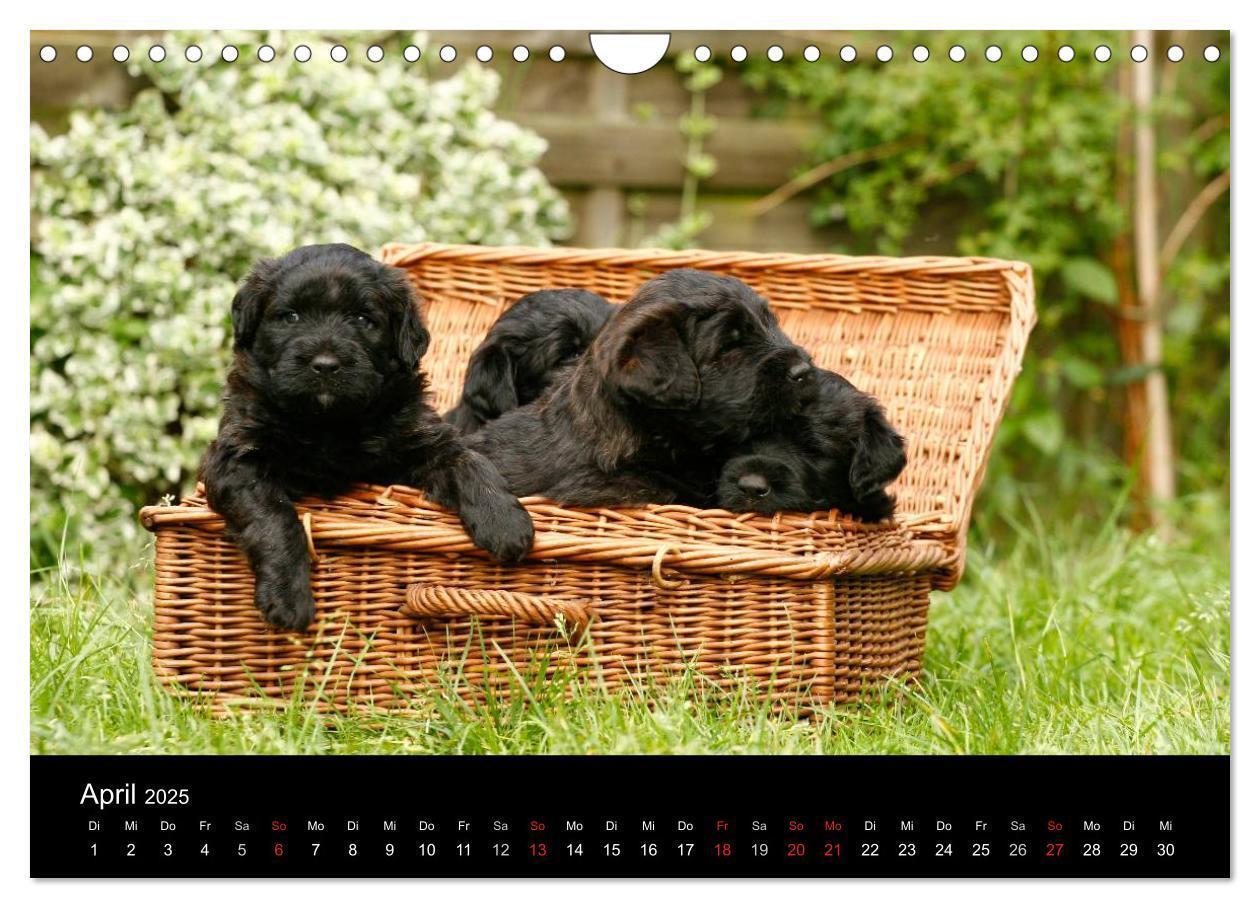 Bild: 9783435748402 | Bouvier des Flandres (Wandkalender 2025 DIN A4 quer), CALVENDO...