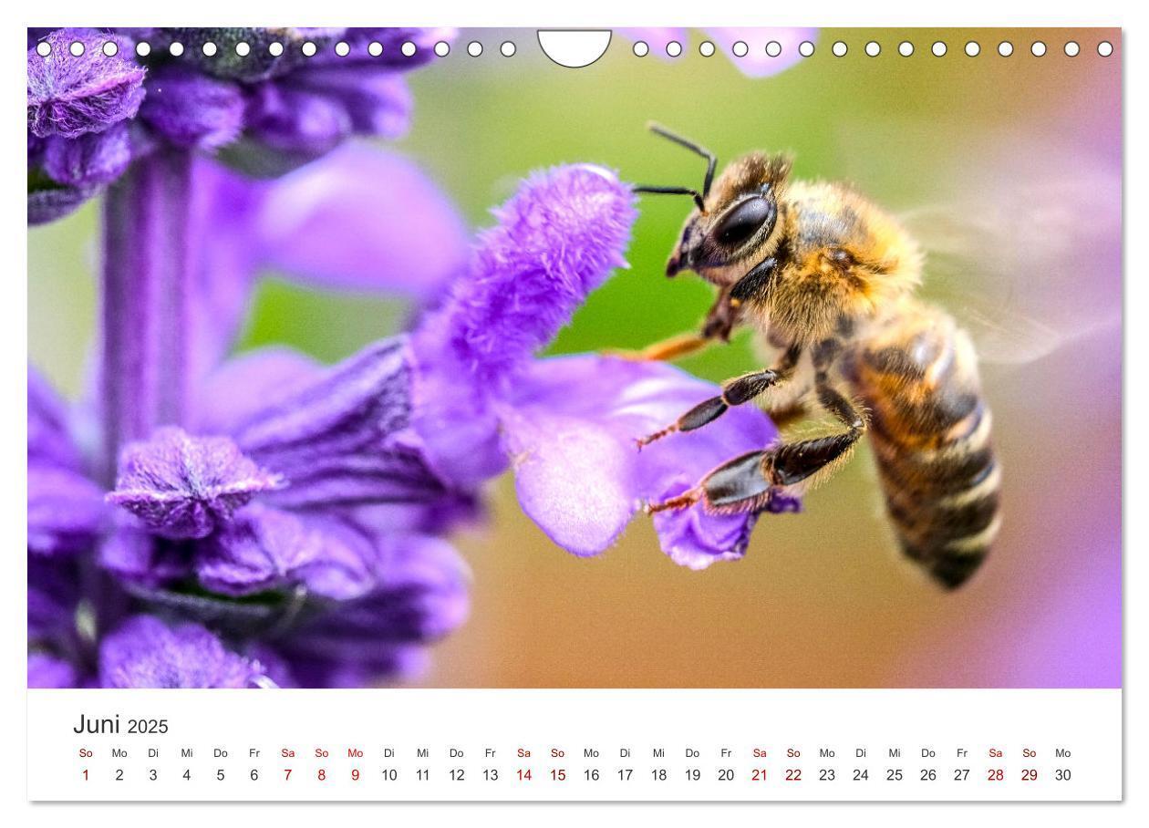 Bild: 9783383927485 | Die Welt der fleißigen Bienen (Wandkalender 2025 DIN A4 quer),...