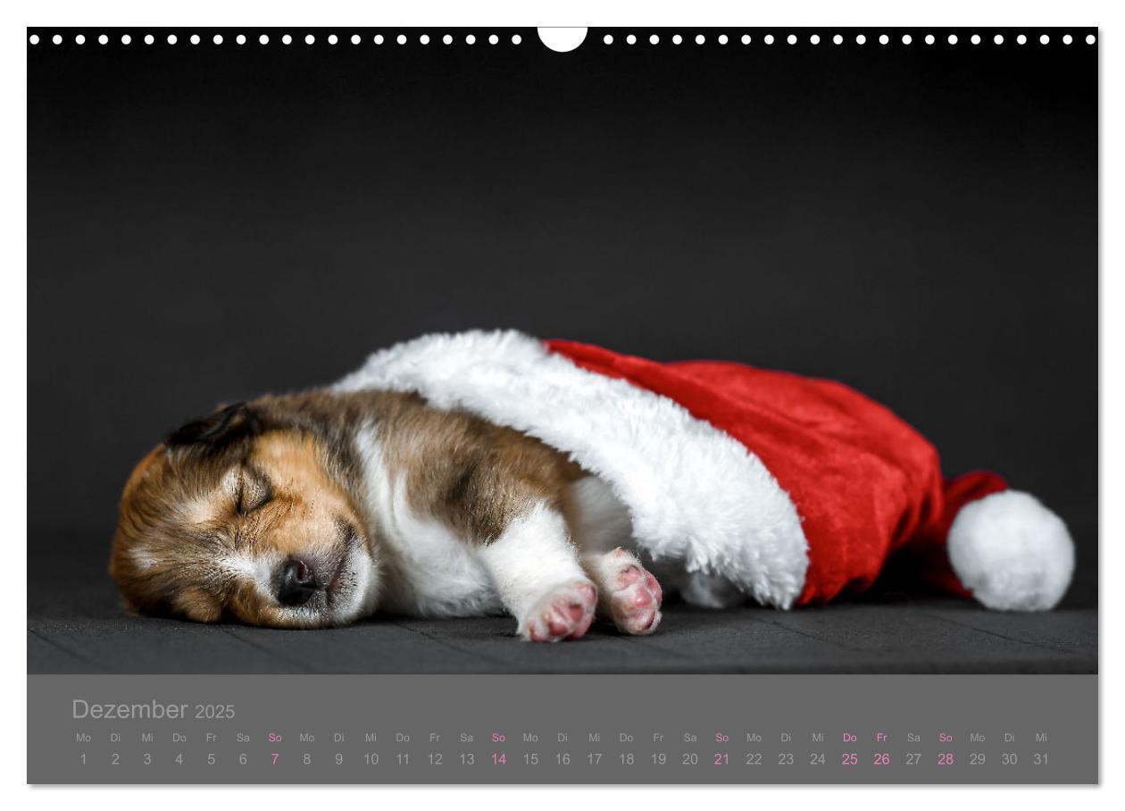 Bild: 9783435029860 | Collie Welpen einfach zuckersüß (Wandkalender 2025 DIN A3 quer),...