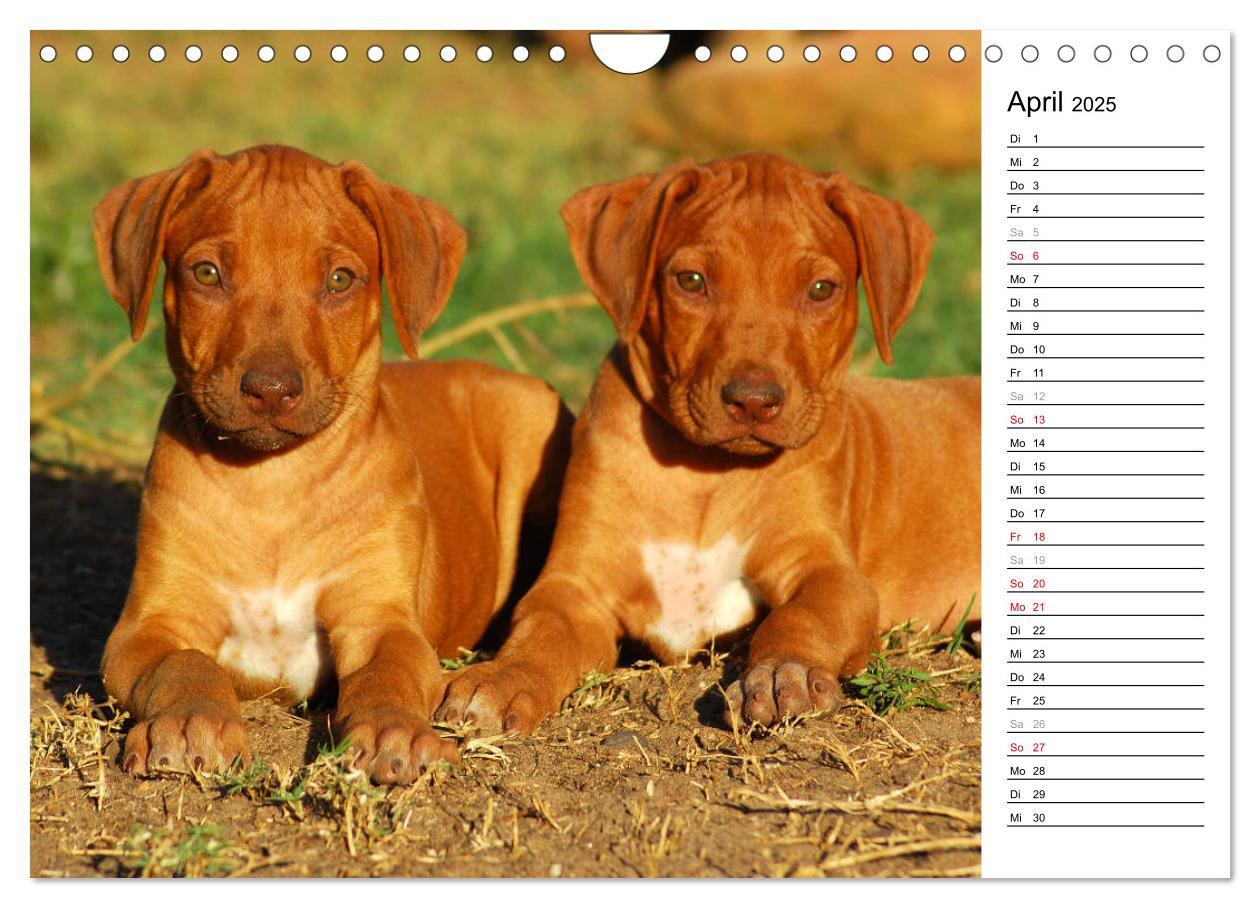 Bild: 9783435455195 | Rhodesian Ridgeback Terminkalender (Wandkalender 2025 DIN A4 quer),...