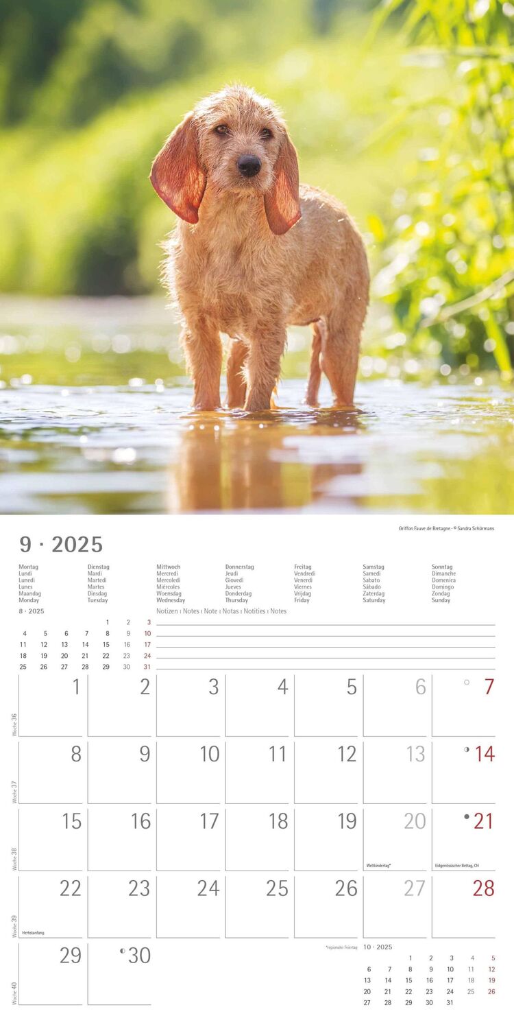 Bild: 4251732340667 | Welpen 2025 - Broschürenkalender 30x30 cm (30x60 geöffnet) -...