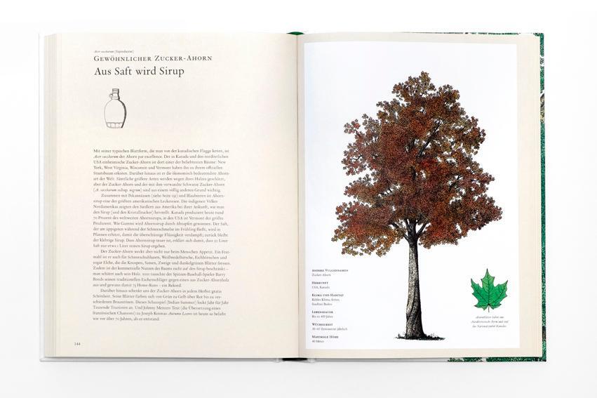 Bild: 9783962440800 | Die Geschichte der Bäume | Kevin Hobbs (u. a.) | Buch | 216 S. | 2020