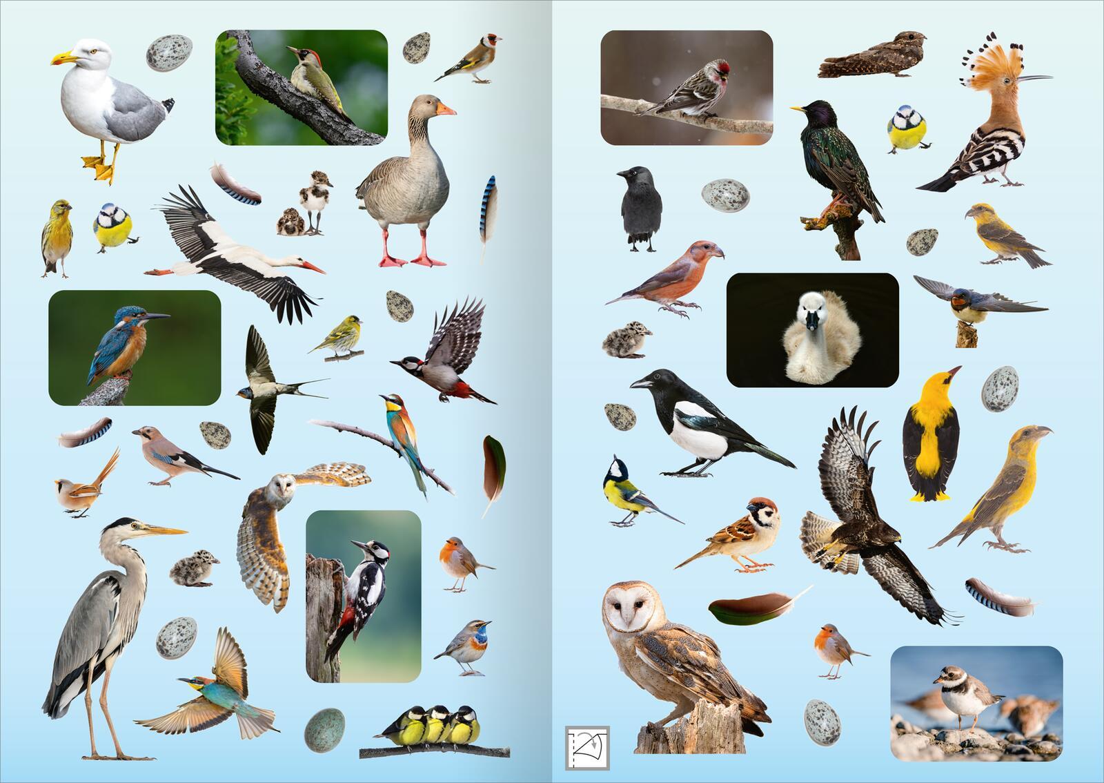 Bild: 4014489135142 | Naturforscher-Kids - Fotosticker Vögel | Über 200 Sticker | 16 S.