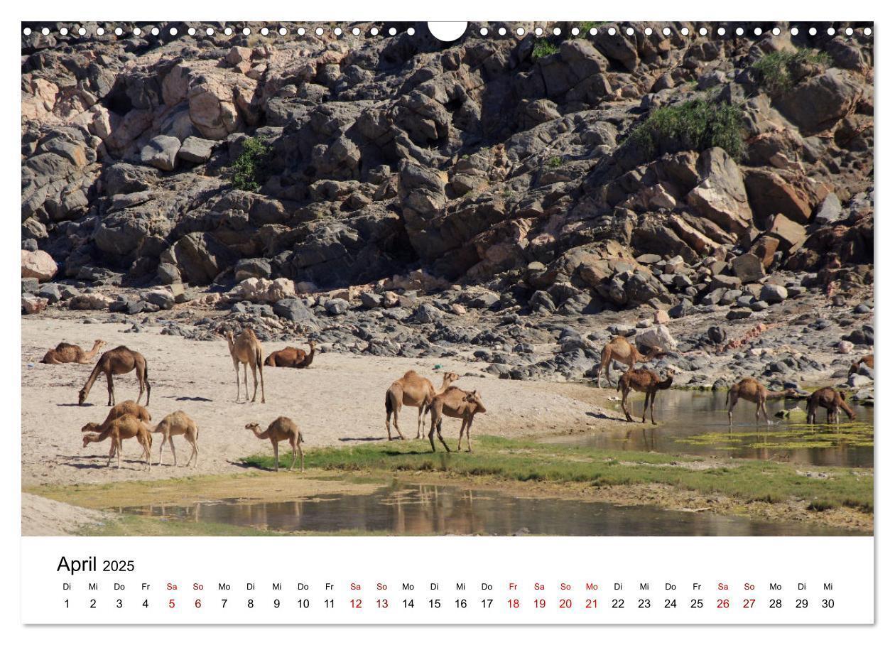 Bild: 9783435072354 | KAMELE... eine Reise durch den Oman. (Wandkalender 2025 DIN A3...