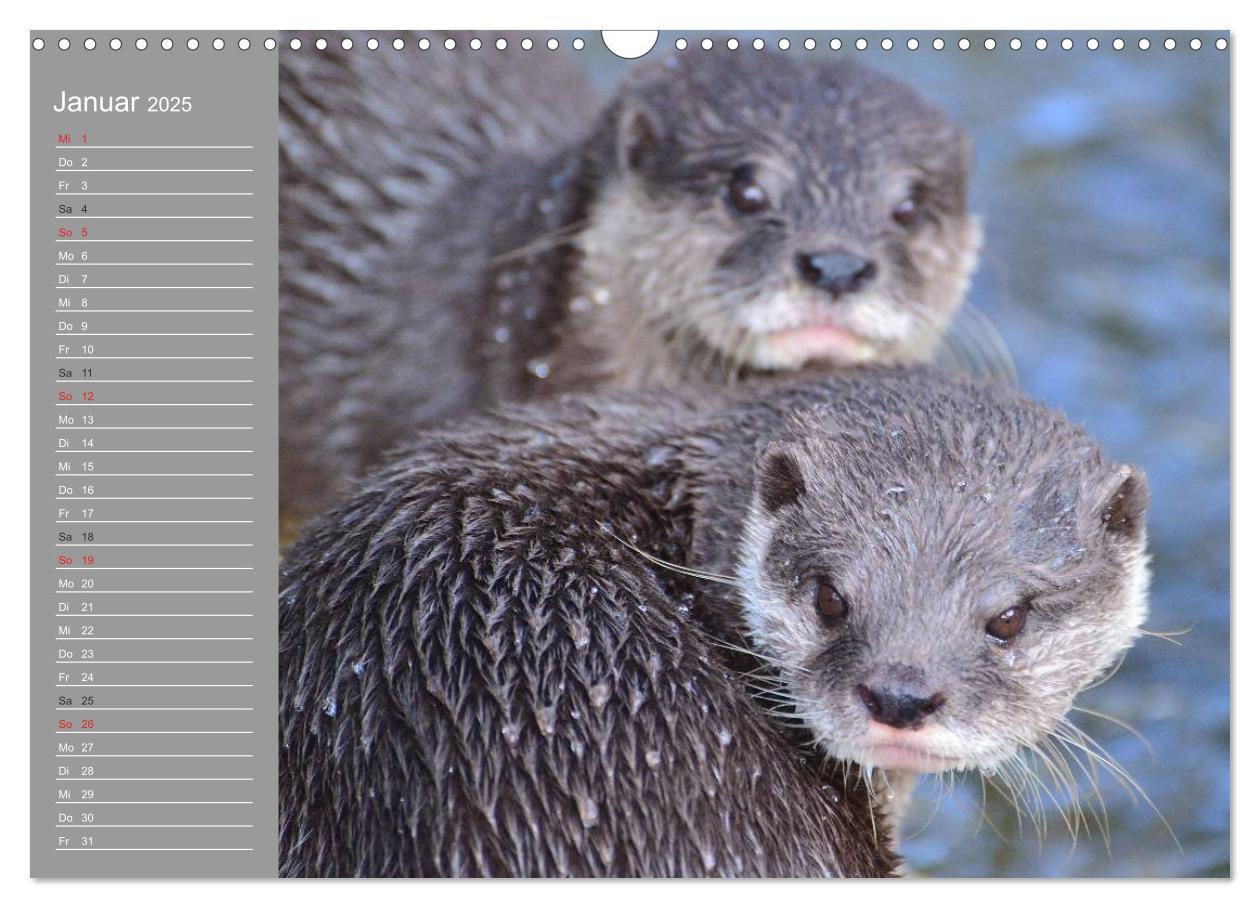 Bild: 9783435549467 | Otter. Frech, laut und clever (Wandkalender 2025 DIN A3 quer),...