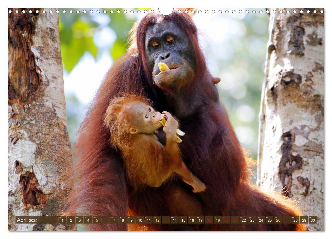 Bild: 9783435361502 | Waldmenschen - Orang Utans auf Borneo (Wandkalender 2025 DIN A3...