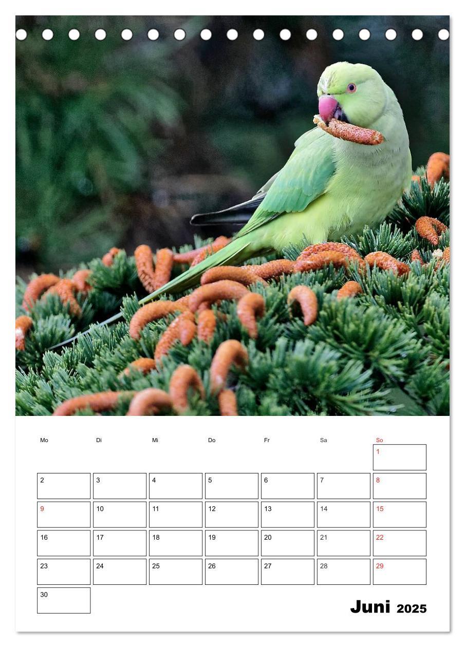 Bild: 9783457007334 | Bezaubernde Vögel im heimischen Garten (Tischkalender 2025 DIN A5...