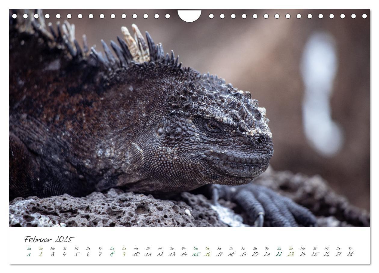 Bild: 9783383854200 | Wildes Galapagos - Die Tiere der Galapagos Inseln (Wandkalender...