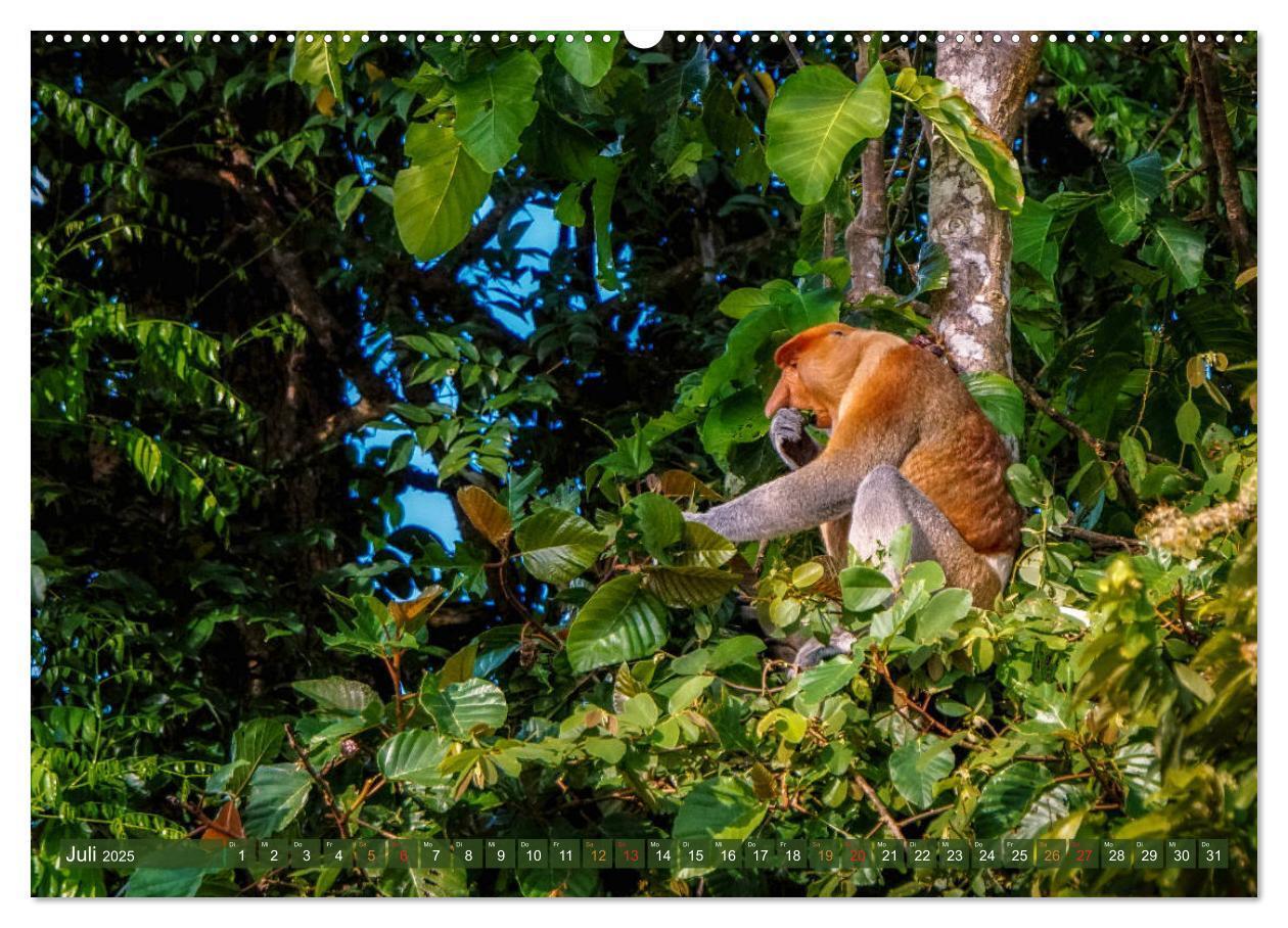 Bild: 9783435218493 | Nasenaffen von Borneo (Wandkalender 2025 DIN A2 quer), CALVENDO...