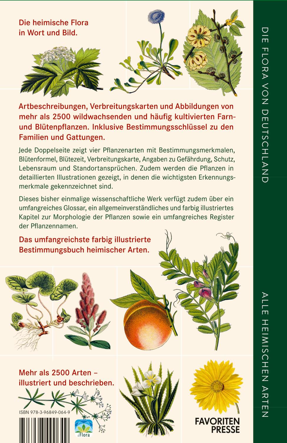 Rückseite: 9783968490649 | Die Flora von Deutschland. Alle heimischen Arten | Oliver Tackenberg