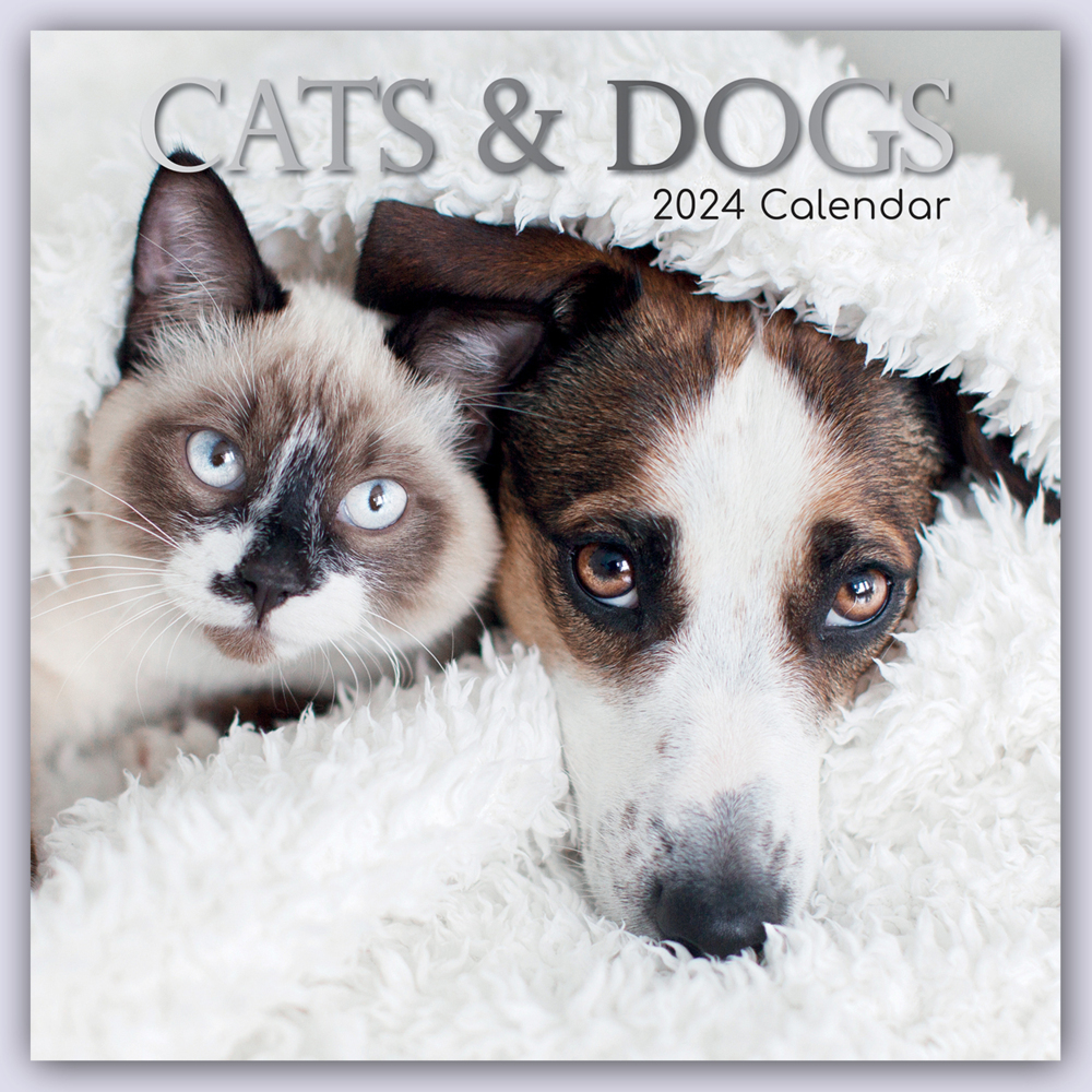 Cover: 9781804106990 | Cats &amp; Dogs - Katzen &amp; Hunde 2024 - 16-Monatskalender | Ltd | Kalender