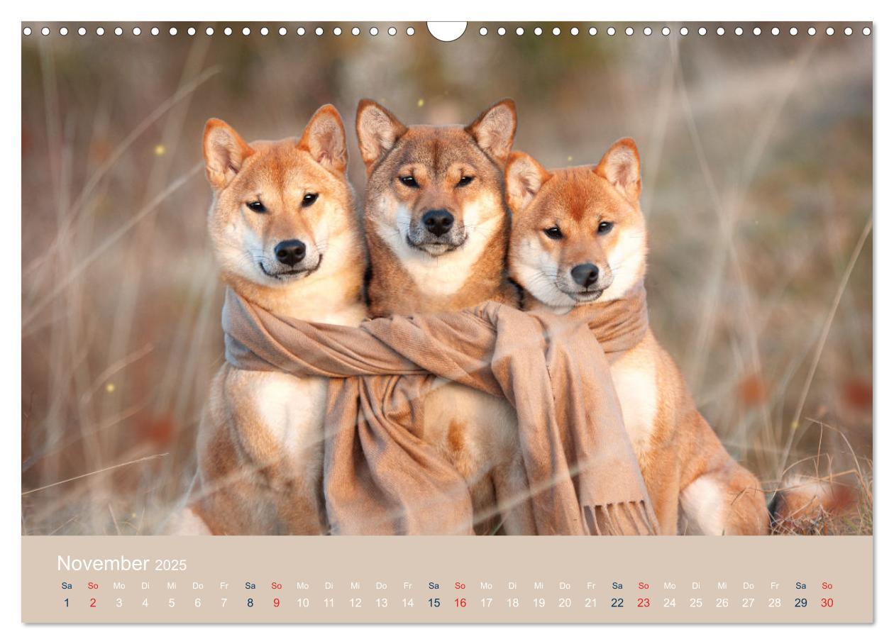 Bild: 9783457234143 | Shiba Inu - mutig, treu, selbstbewusst (Wandkalender 2025 DIN A3...