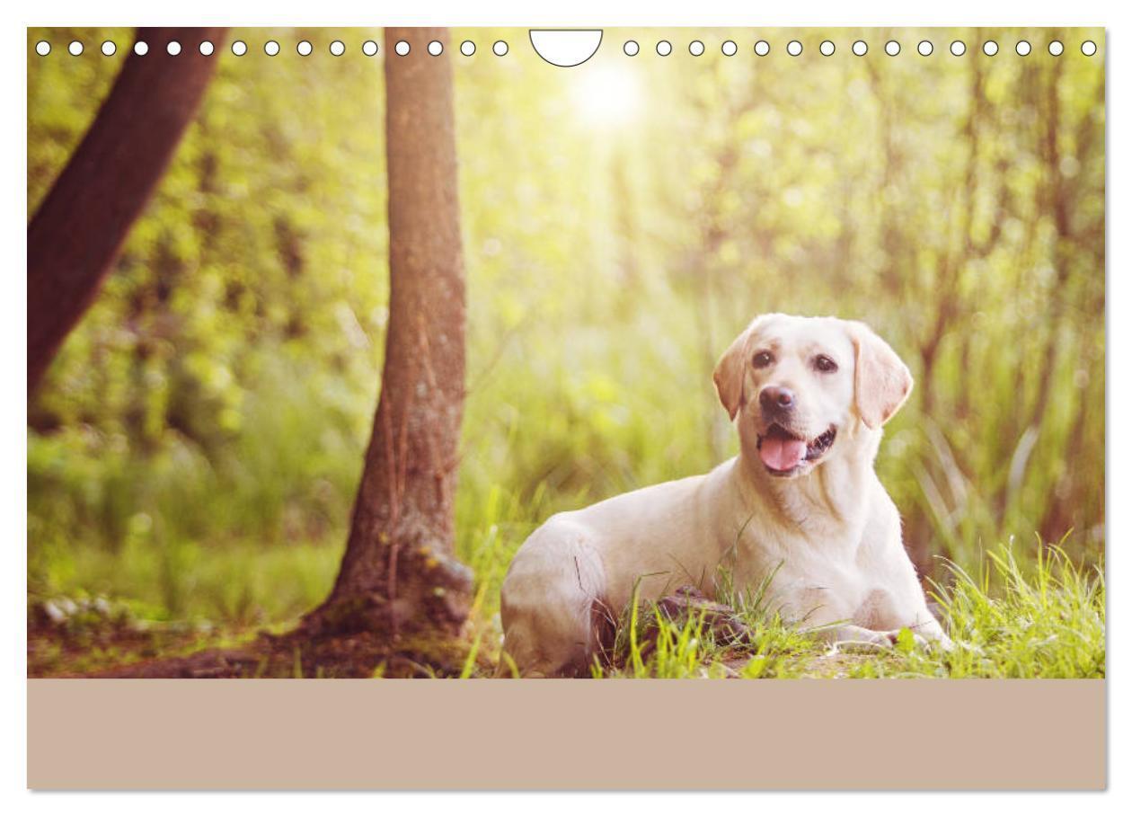 Bild: 9783435161805 | Labrador Retriever unsere Freunde (Wandkalender 2025 DIN A4 quer),...