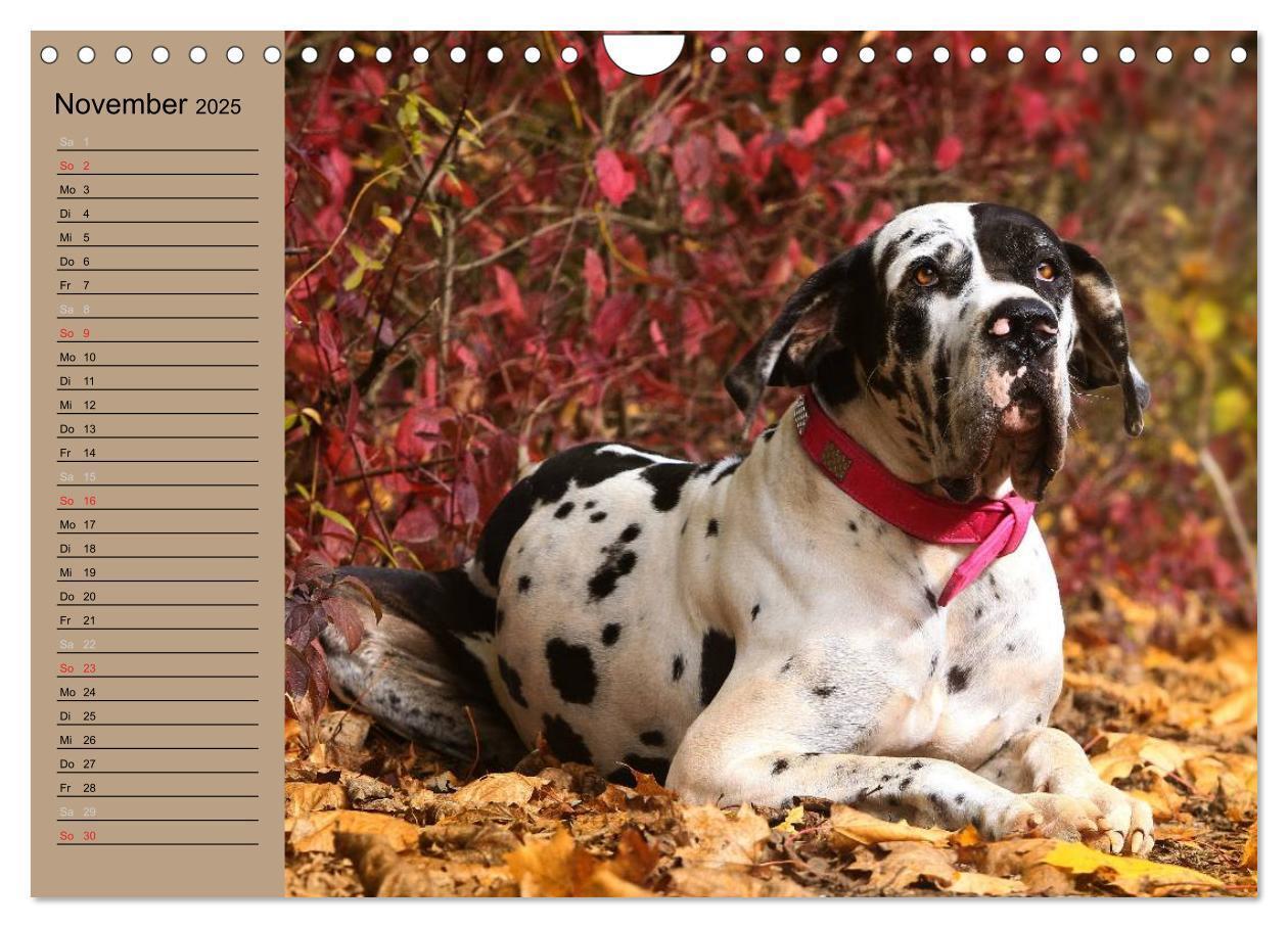 Bild: 9783435492305 | Deutsche Doggen - Sanfte Riesen (Wandkalender 2025 DIN A4 quer),...