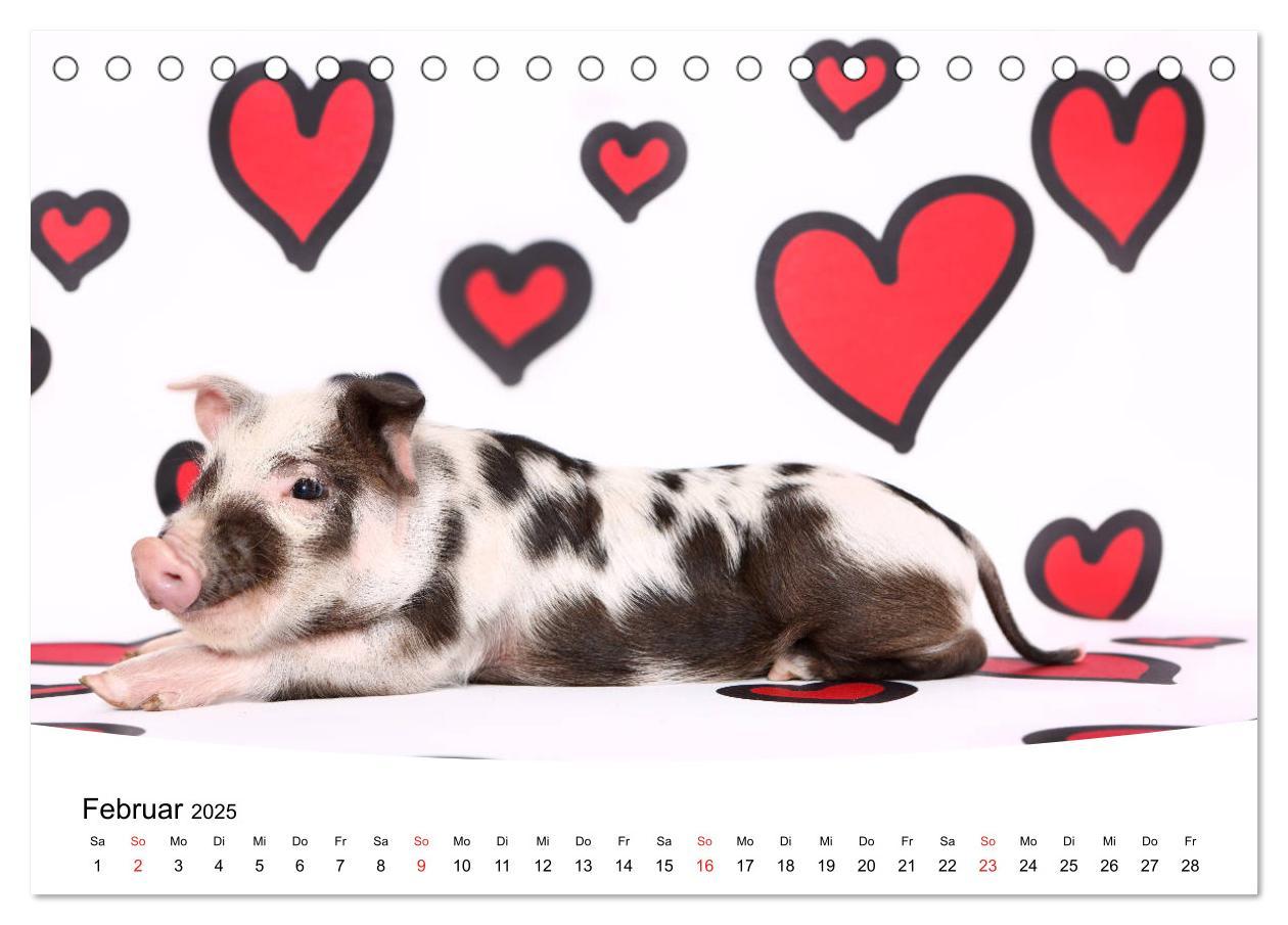 Bild: 9783435332663 | Niedliche Ferkel lovely piglets 2025 (Tischkalender 2025 DIN A5...