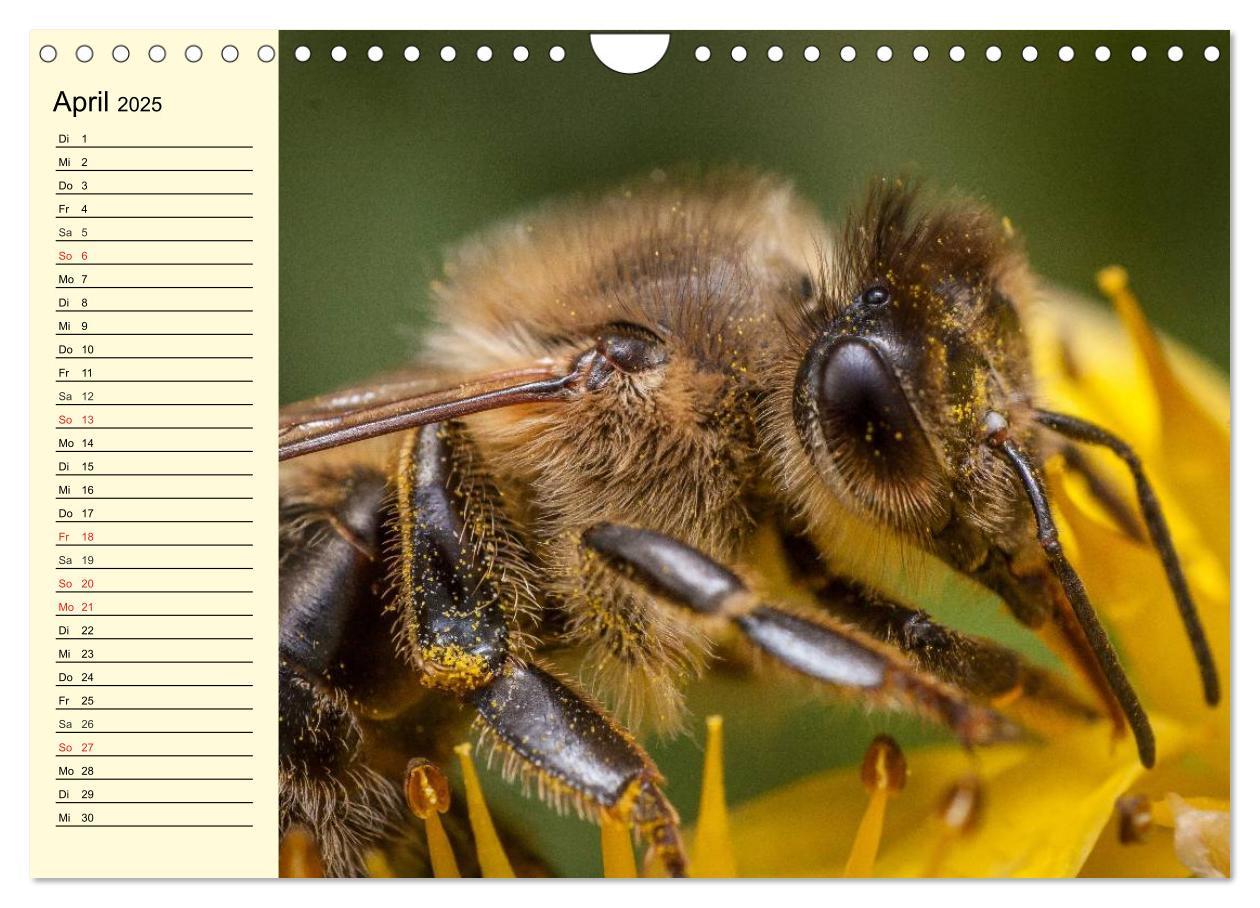 Bild: 9783435514359 | Fleißige Bienen. Von der Blüte bis zum Honig (Wandkalender 2025 DIN...