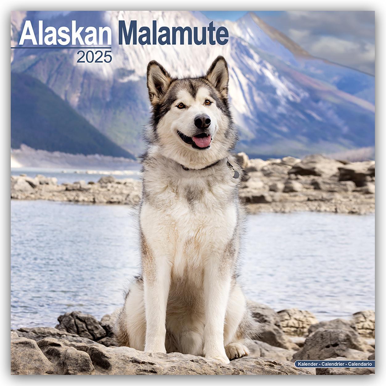 Cover: 9781804603048 | Alaskan Malamute 2025 - 16-Monatskalender | Avonside Publishing Ltd