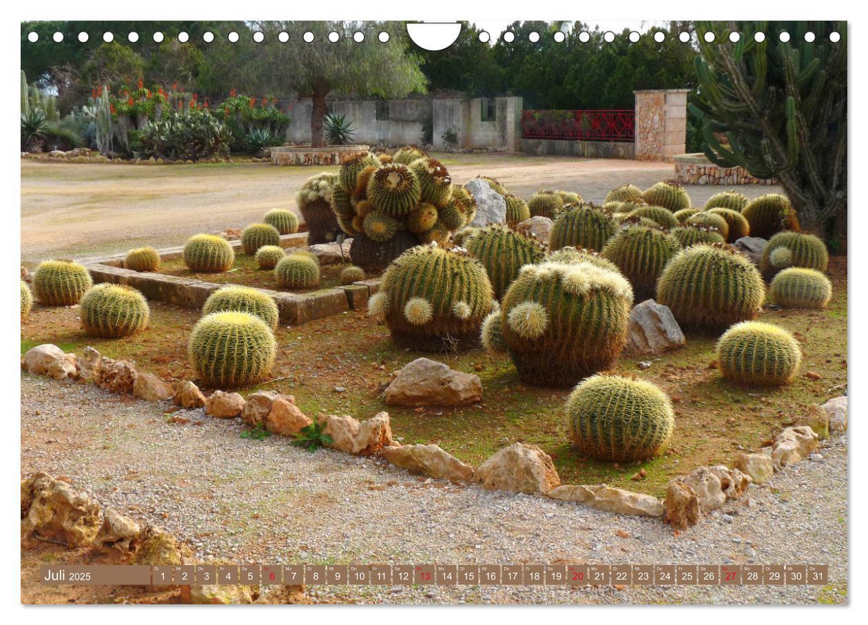 Bild: 9783435337064 | BOTANICACTUS Mallorcas Kakteengarten (Wandkalender 2025 DIN A4...