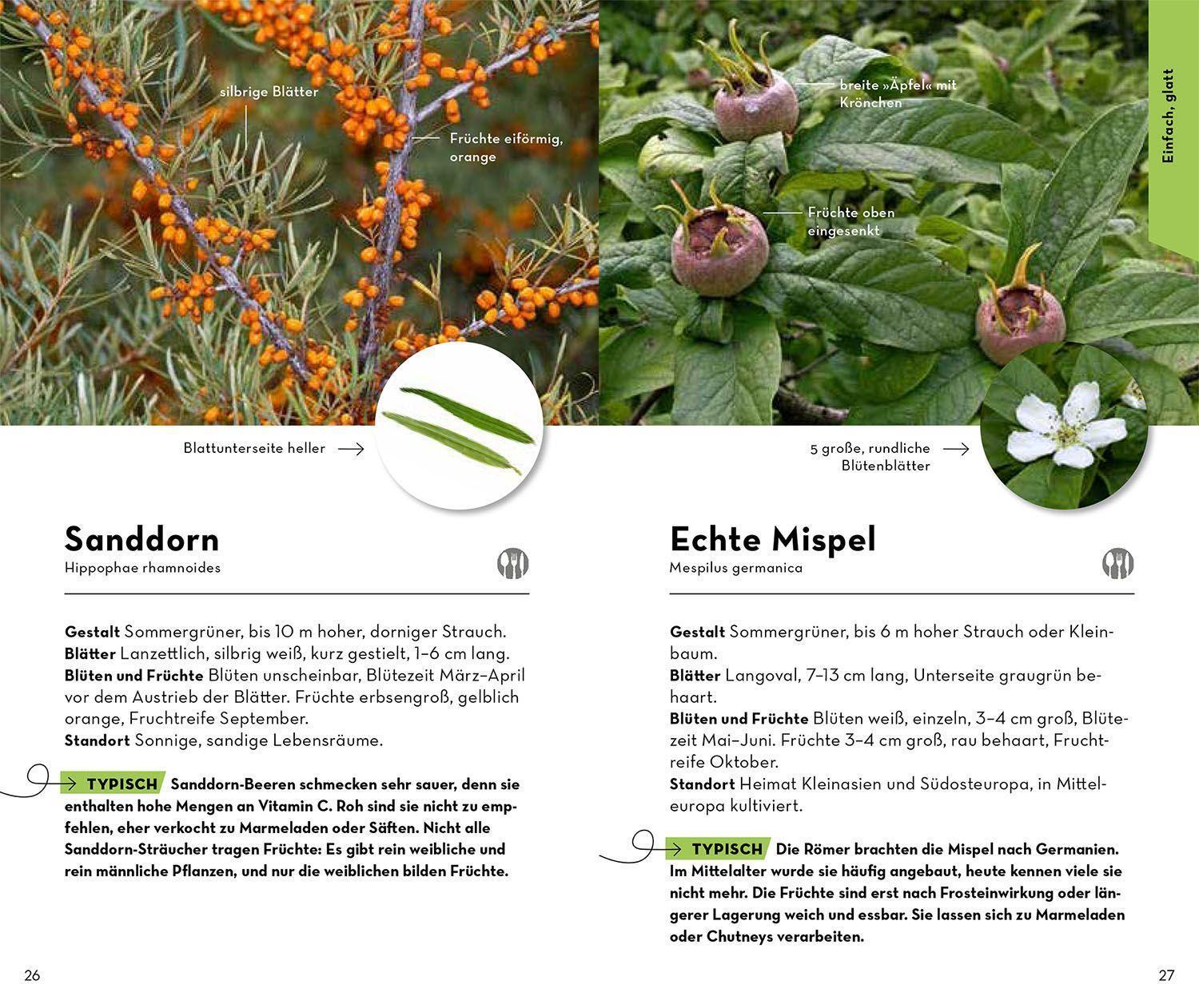 Bild: 9783440173909 | BASIC Bäume | Katrin Hecker (u. a.) | Taschenbuch | 128 S. | Deutsch