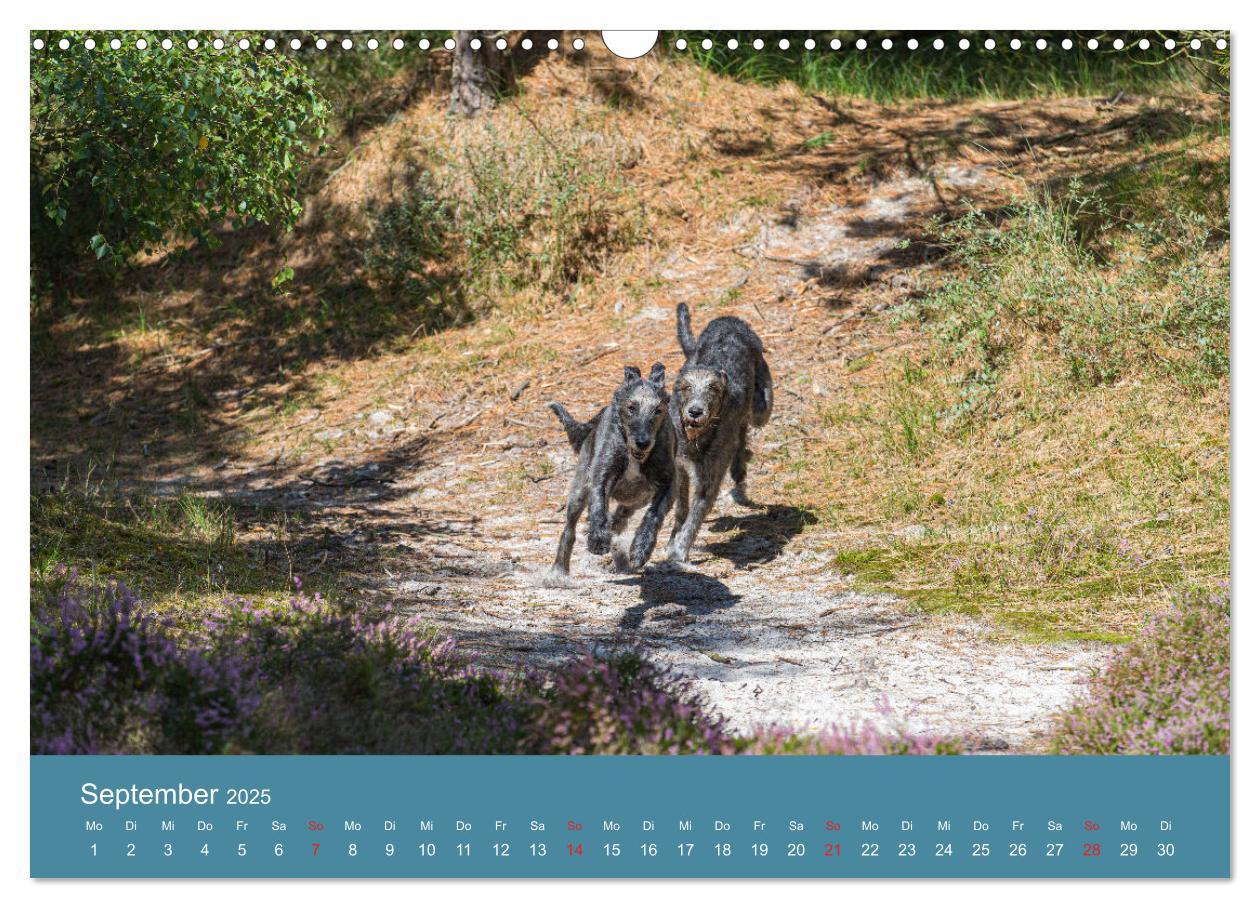 Bild: 9783435425181 | Irische Wolfshunde (Wandkalender 2025 DIN A3 quer), CALVENDO...