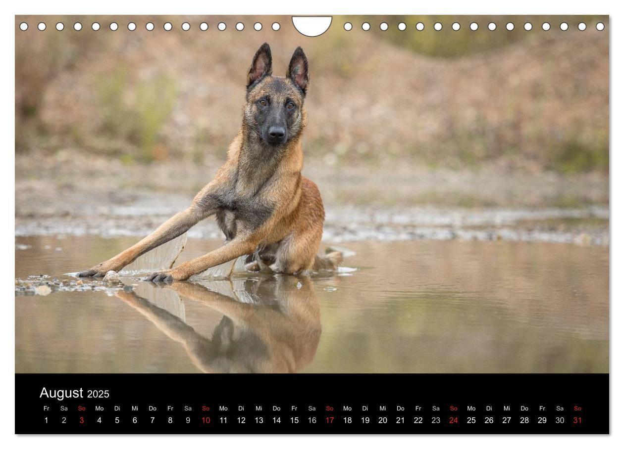 Bild: 9783435643554 | Belgischer Schäferhund - Der Malinois (Wandkalender 2025 DIN A4...