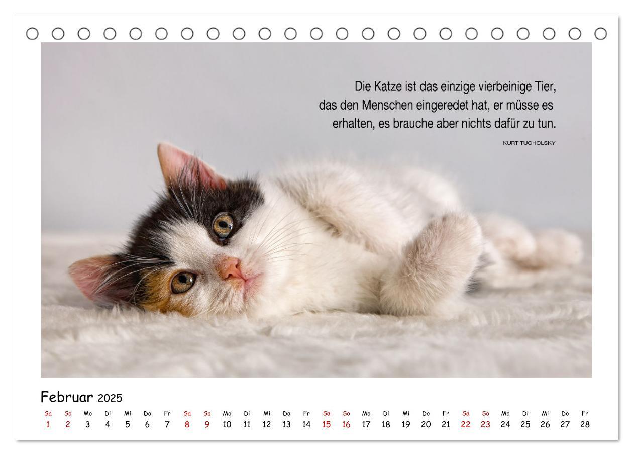 Bild: 9783435085538 | Kätzchen-Kalender mit Sprüchen (Tischkalender 2025 DIN A5 quer),...