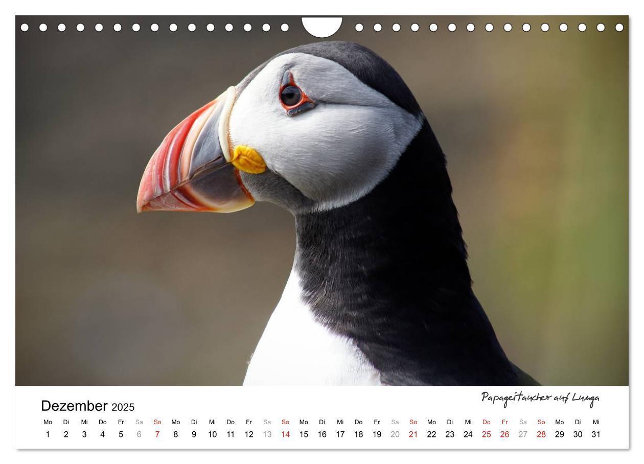 Bild: 9783435731121 | Wildes Schottland 2025 (Wandkalender 2025 DIN A4 quer), CALVENDO...