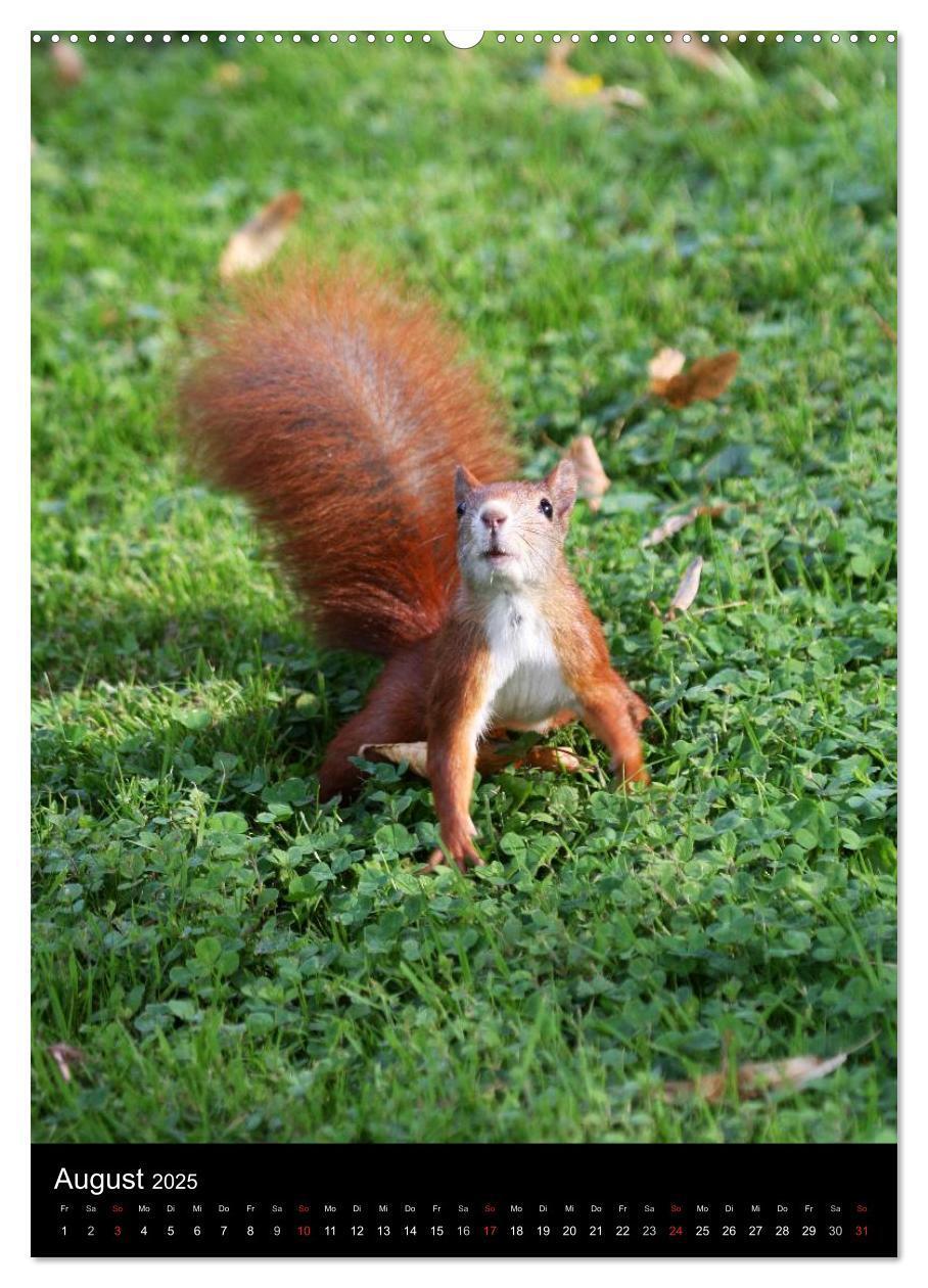 Bild: 9783457080528 | Eichhörnchen (Wandkalender 2025 DIN A2 hoch), CALVENDO Monatskalender