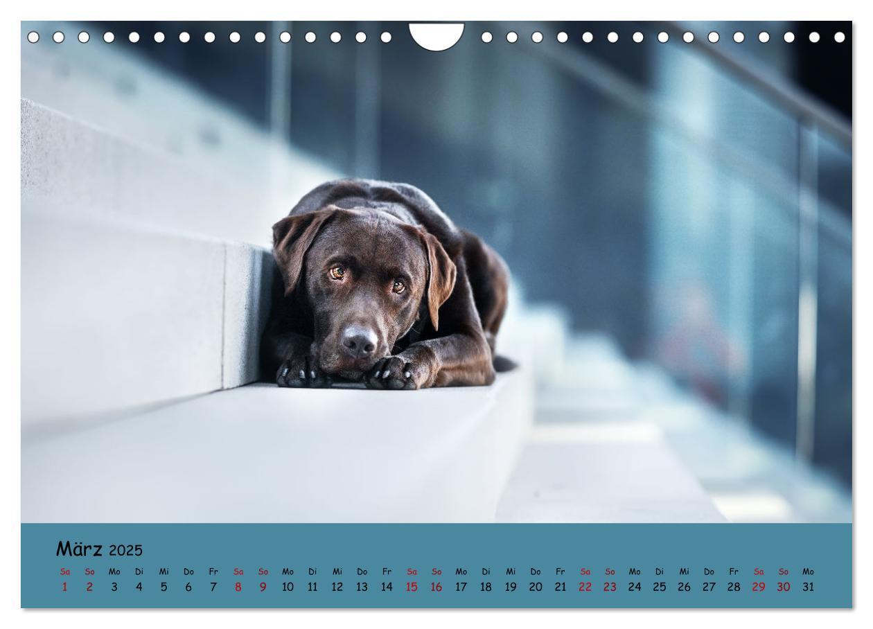 Bild: 9783383960611 | Labrador Retriever - Vielfalt auf Vier Pfoten (Wandkalender 2025...