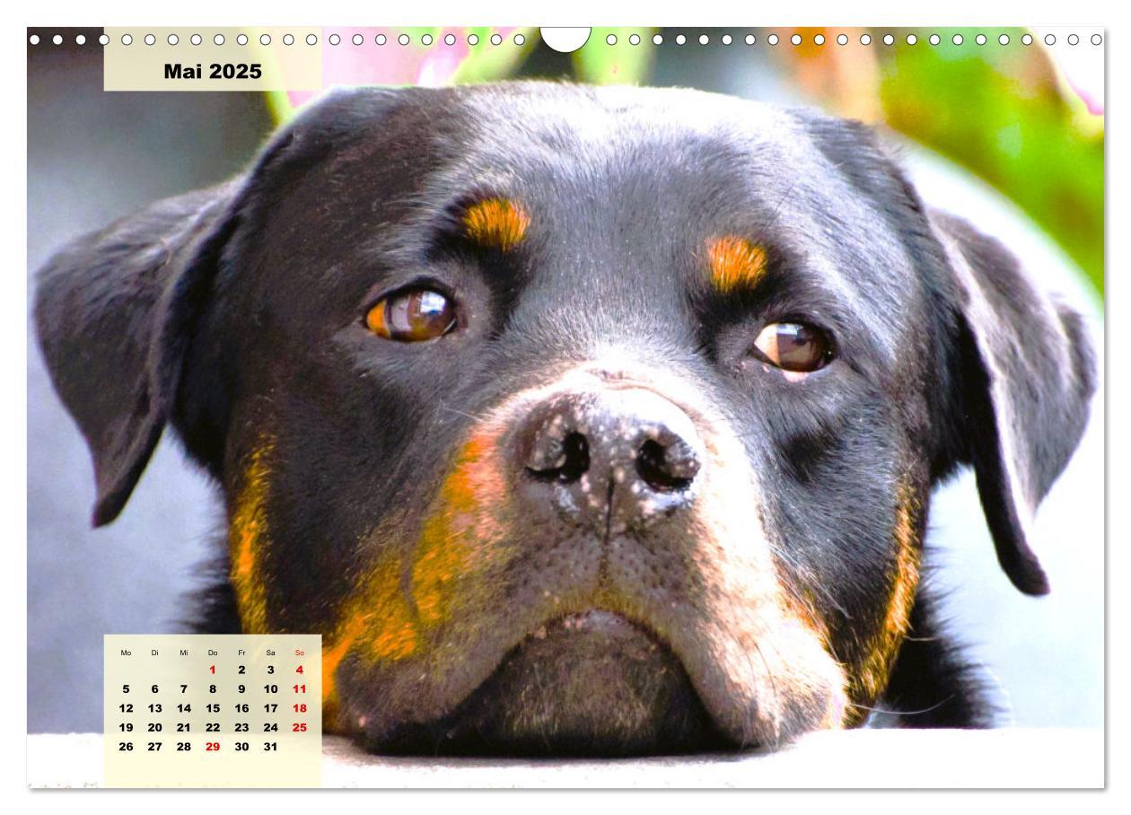 Bild: 9783383948138 | Mein Rottweiler. Nervenstarker Gebrauchs- und Begleithund...