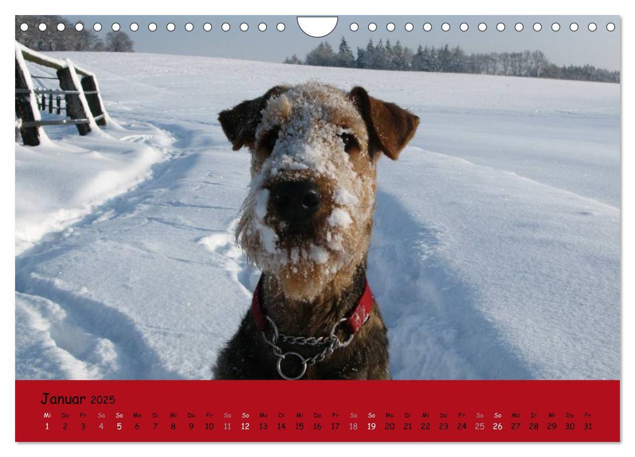 Bild: 9783435666003 | Airedale Terrier (Wandkalender 2025 DIN A4 quer), CALVENDO...