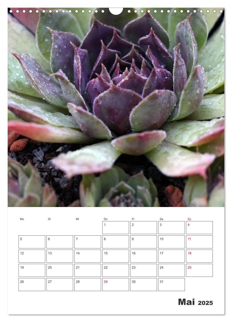 Bild: 9783457021675 | Ich liebe Sempervivum (Wandkalender 2025 DIN A3 hoch), CALVENDO...