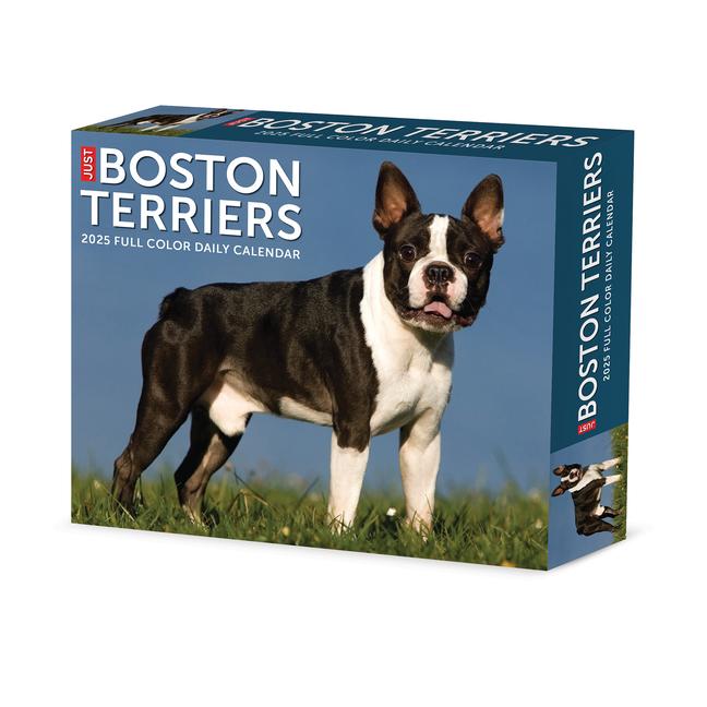 Cover: 9781549240683 | Boston Terriers 2025 6.2 X 5.4 Box Calendar | Willow Creek Press