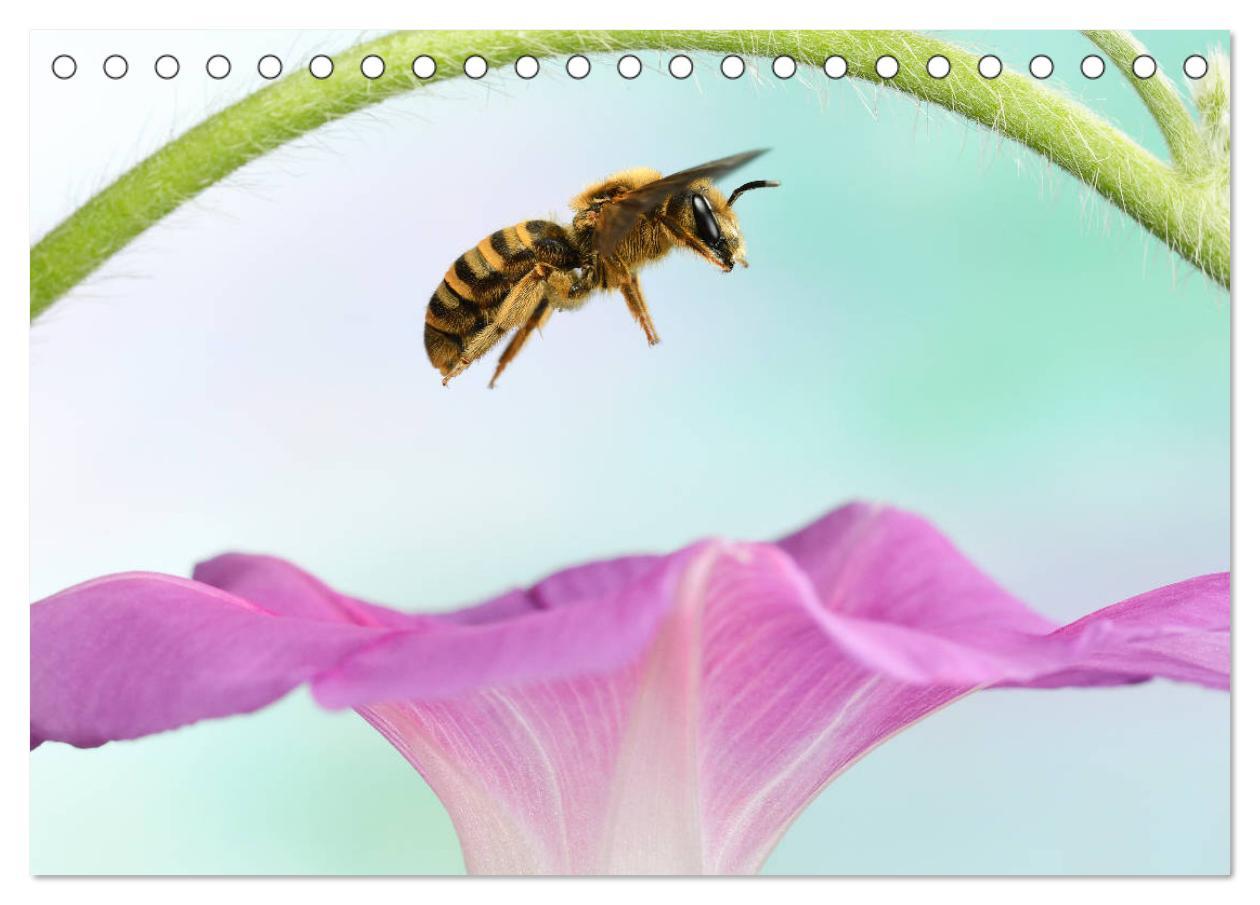 Bild: 9783435219681 | Sechs Beine in der Luft - Wildbienen im Flug (Tischkalender 2025...