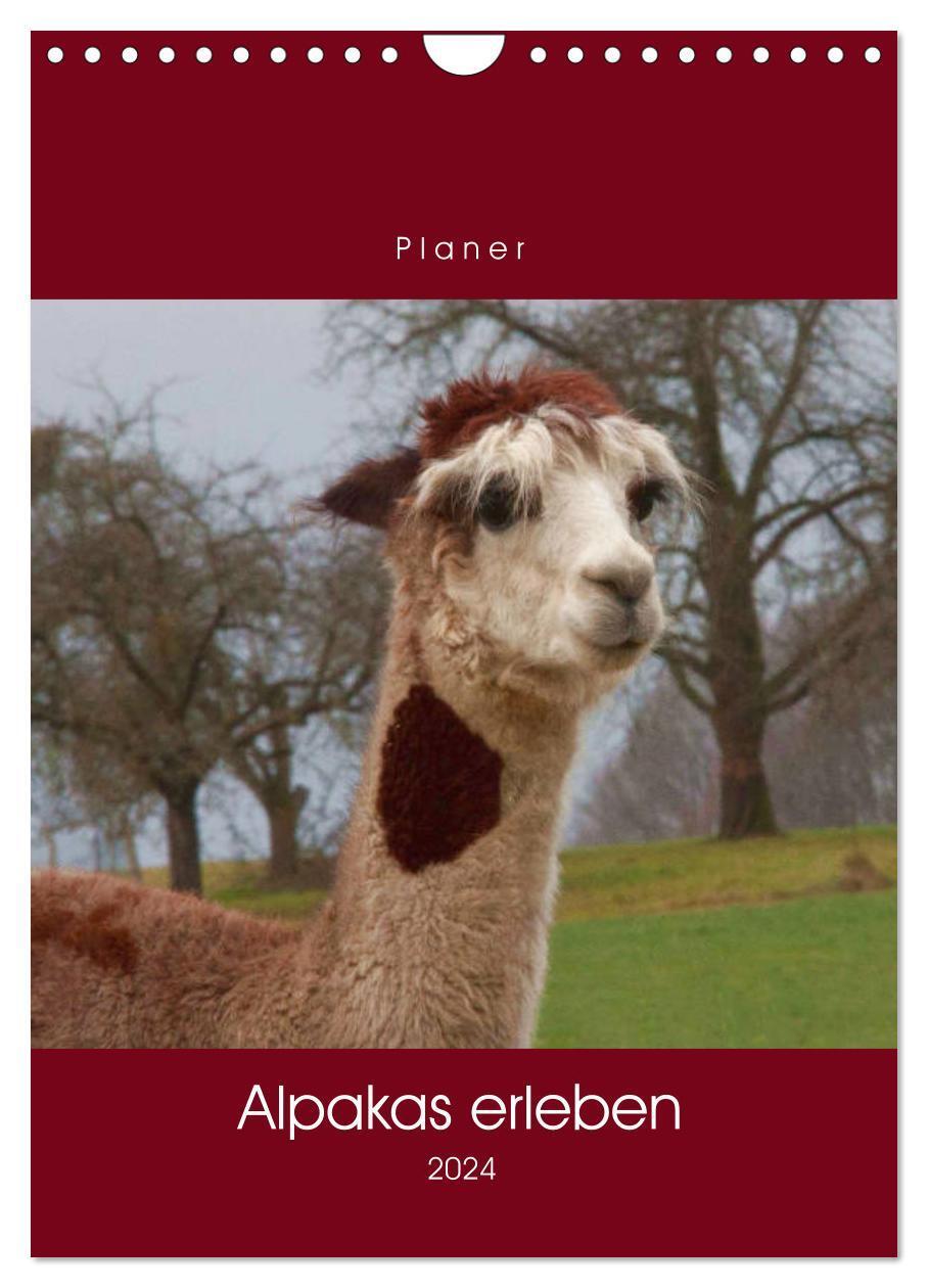 Cover: 9783675879348 | Alpakas erleben (Wandkalender 2024 DIN A4 hoch), CALVENDO...